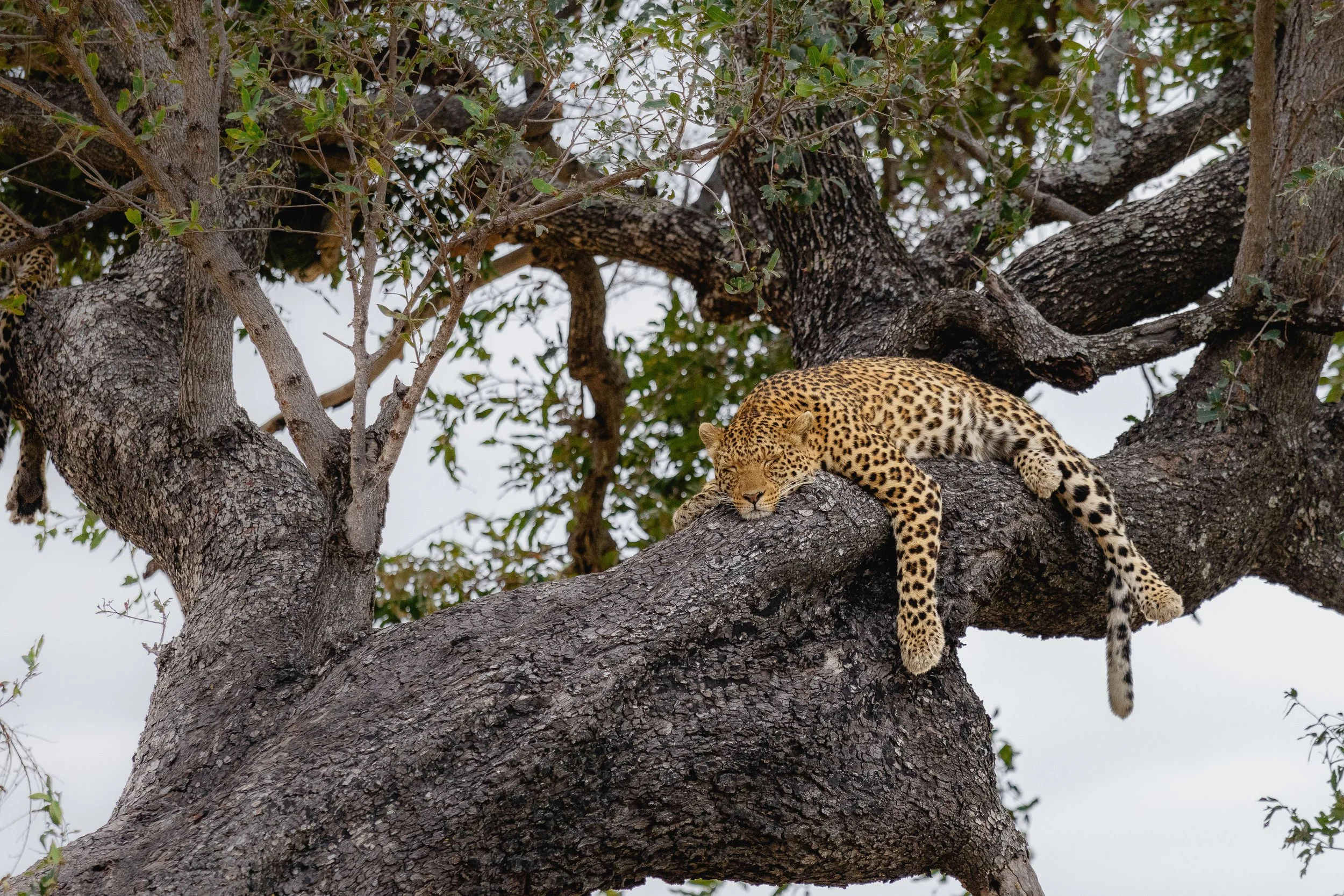 Resting Leopard Botswana safari