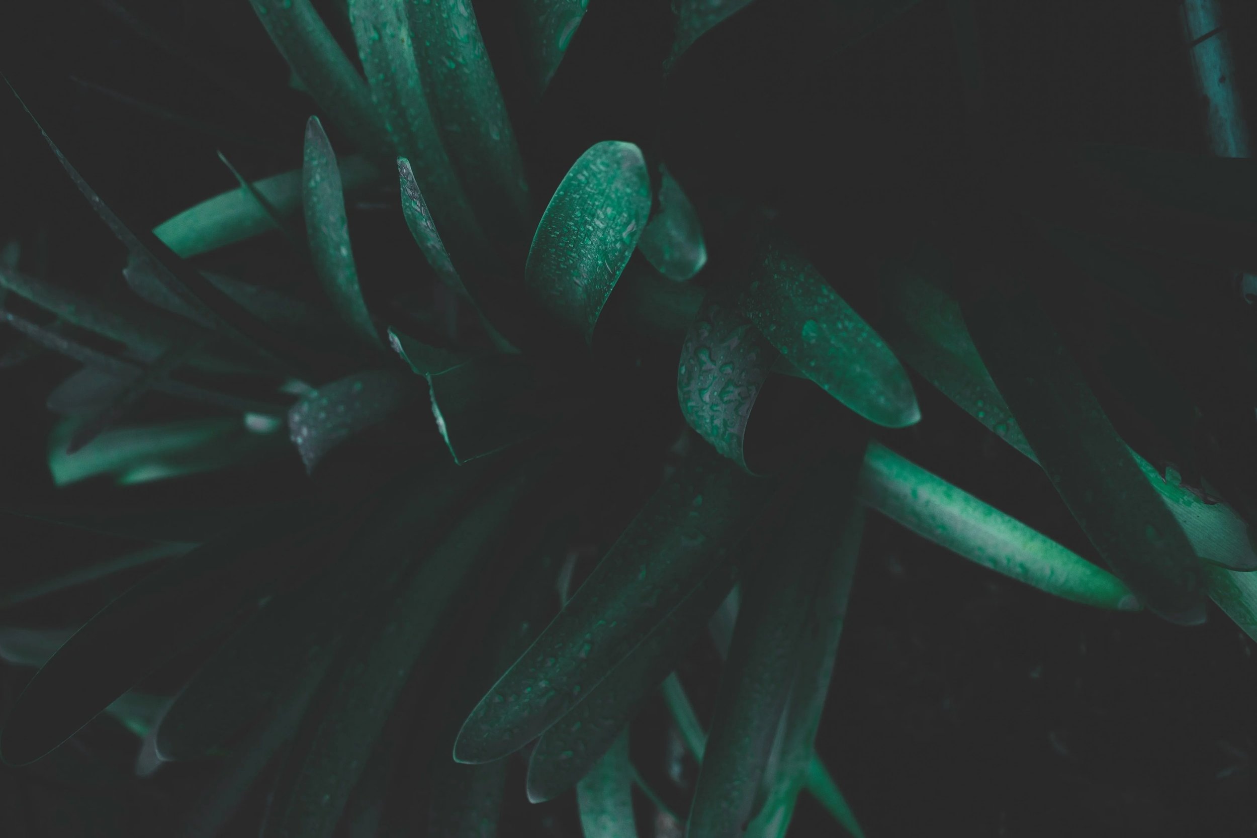 stormseeker-Ws92xzbSris-unsplash.jpg