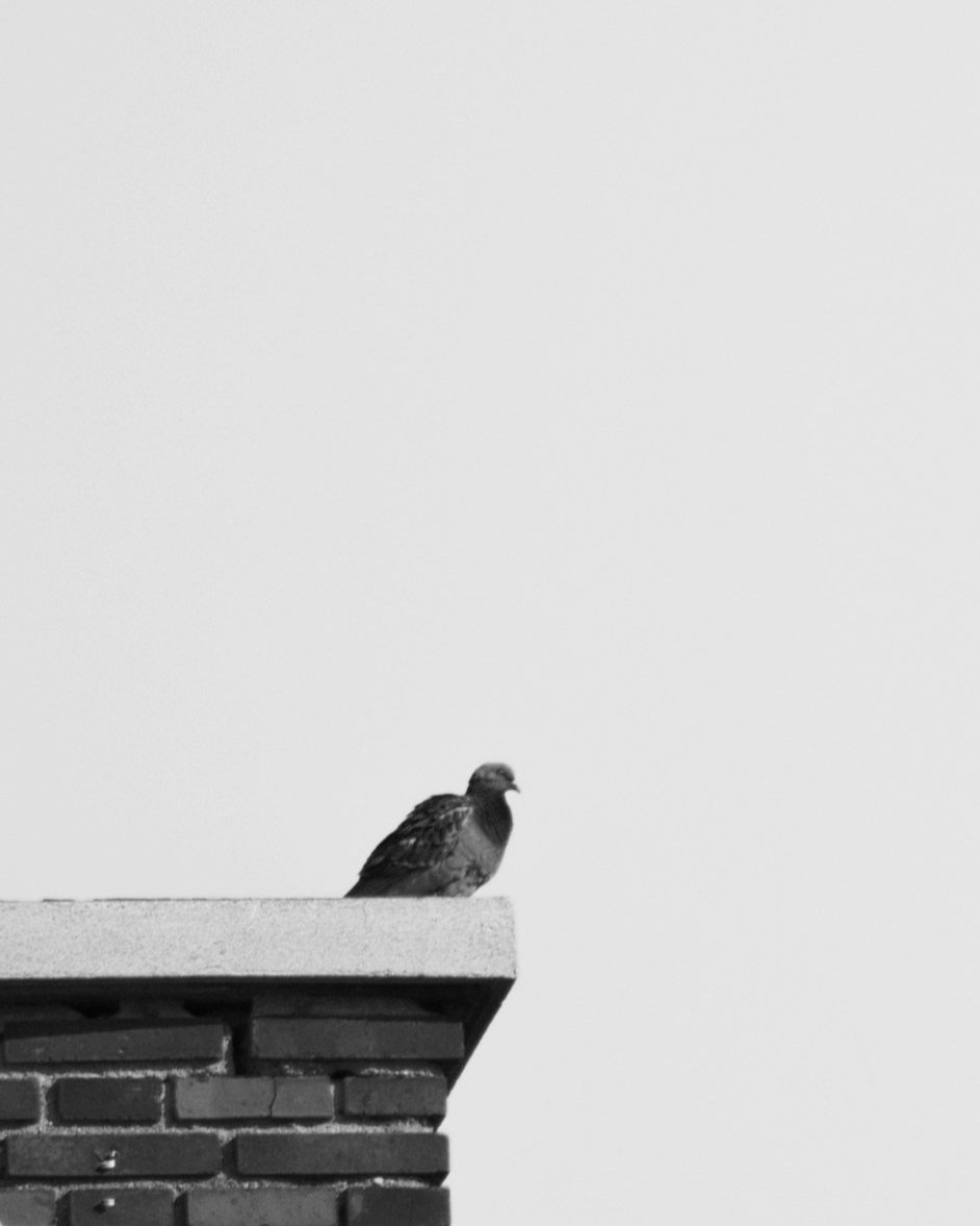 Contact us via carrier pigeon