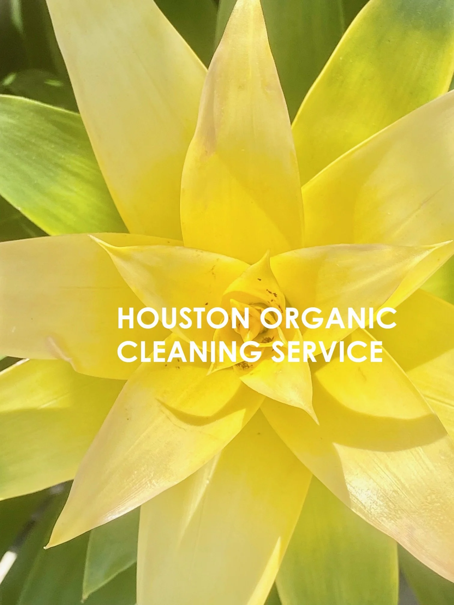 Six (6) Plants to Purify Your Indoor Air Naturally