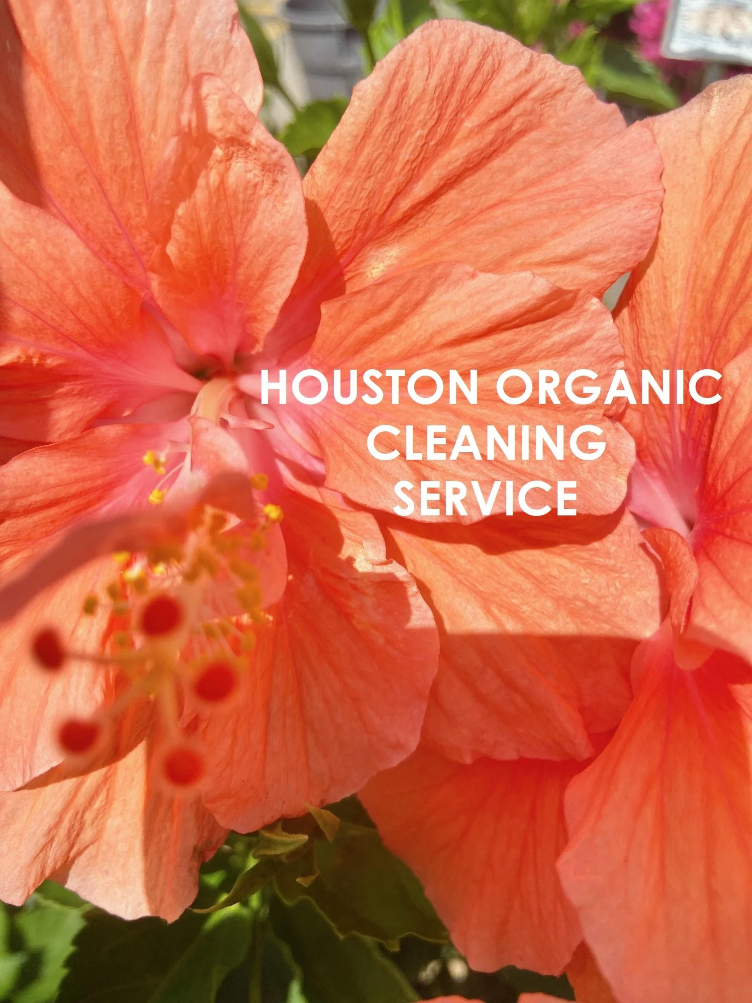 Allergy Friendly Cleaning Service