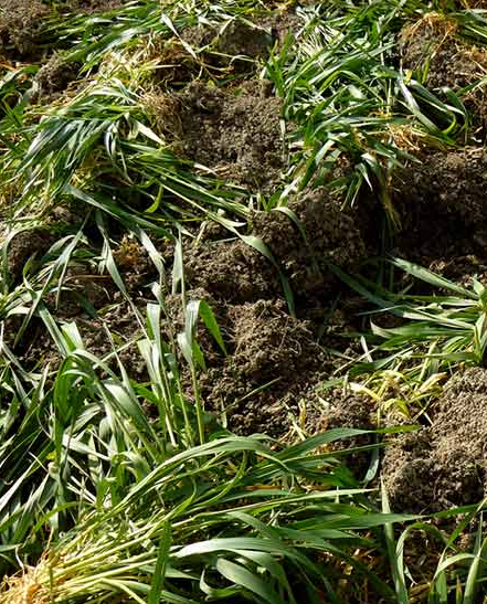 What Is Green Manure?