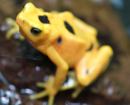 Houston Zoo Doing It’s Part For the Greater Good. Did You Know That: 