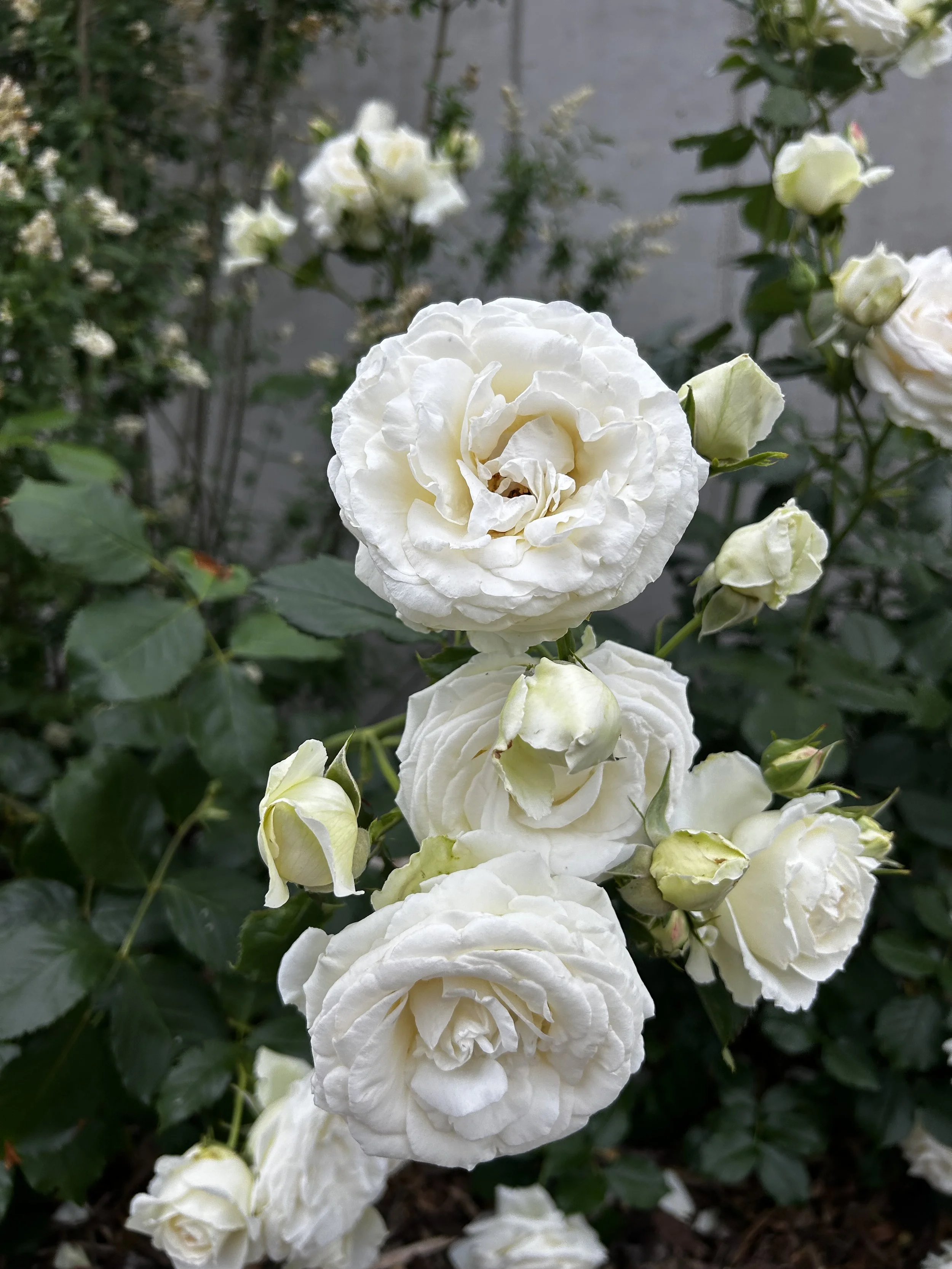 Plongez dans nos différents projets et laissez-vous inspirer par nos aménagements, nos plantations et nos jardins transformés au fil de notre savoir-faire.