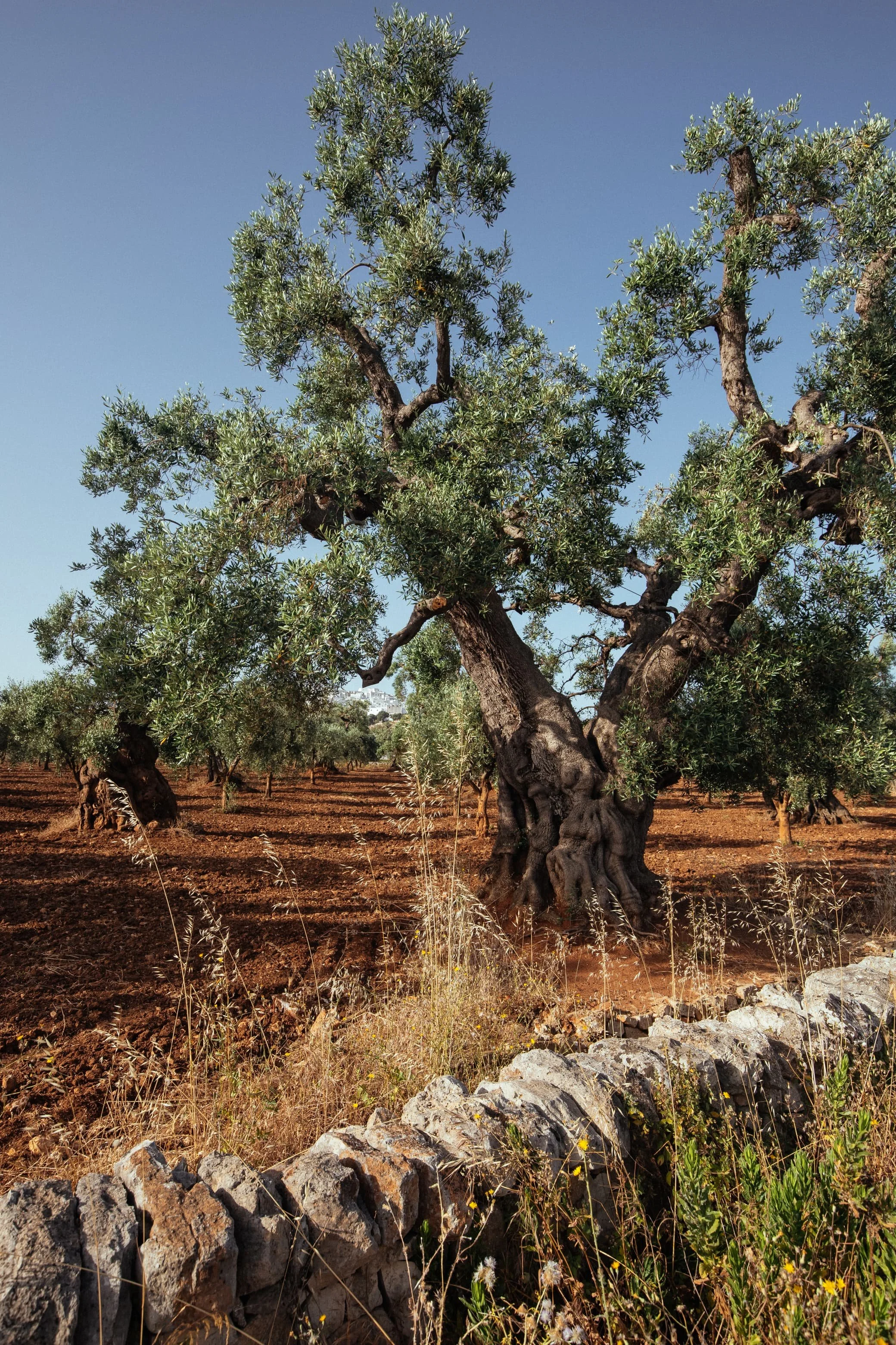 Olive-Tree-and-Dry-Stone-Wall-Ostuni-Puglia.jpg