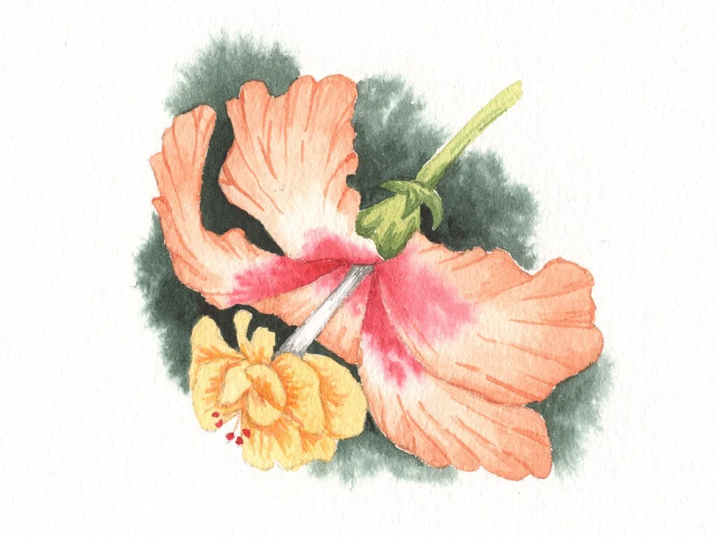 Watercolor painting of a pink hibiscus flower with orange-yellow center and green stem, set against a dark green background.