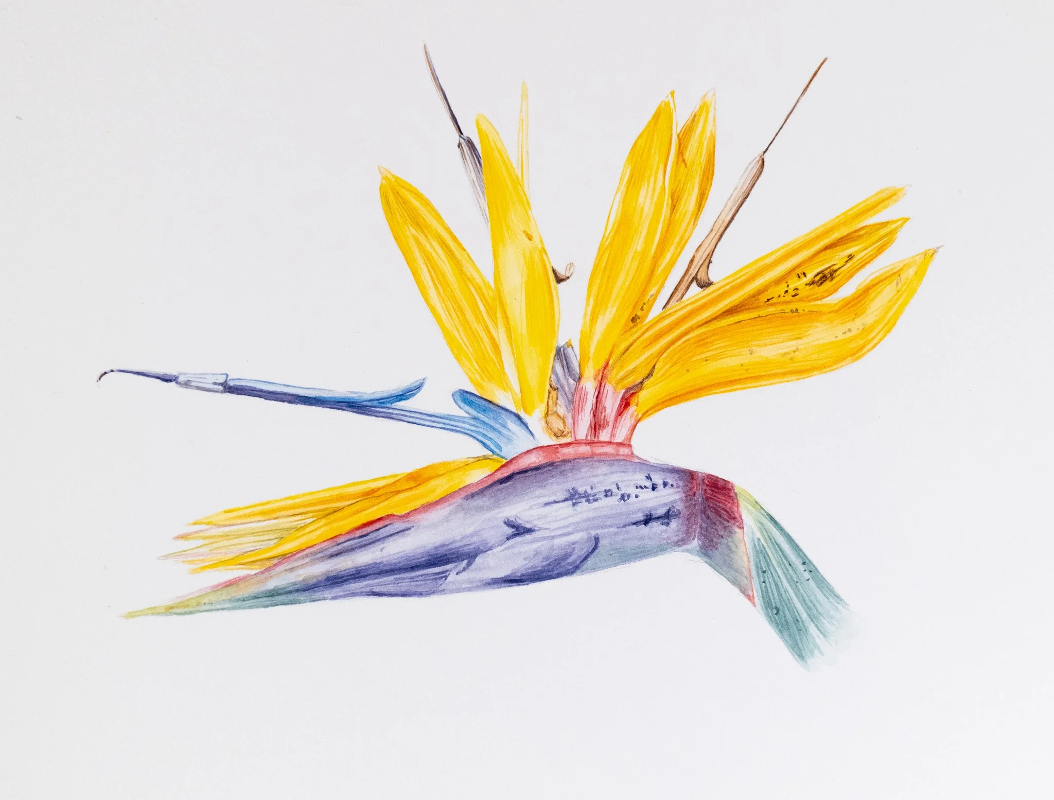 Watercolor illustration of a bird of paradise flower with yellow petals and blue accents.