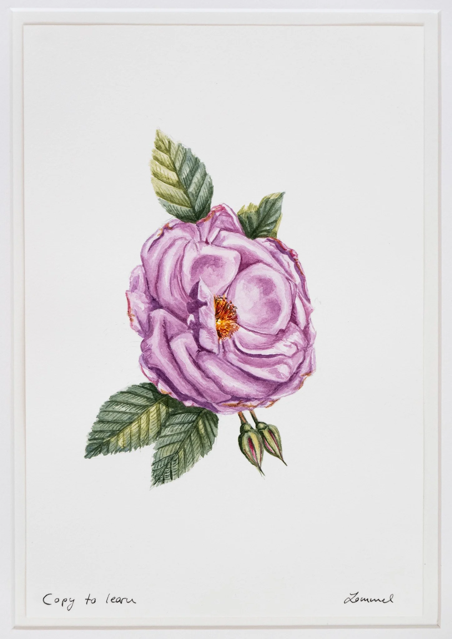A watercolor painting of a pink rose with detailed green leaves and buds, signed "Zannel."
