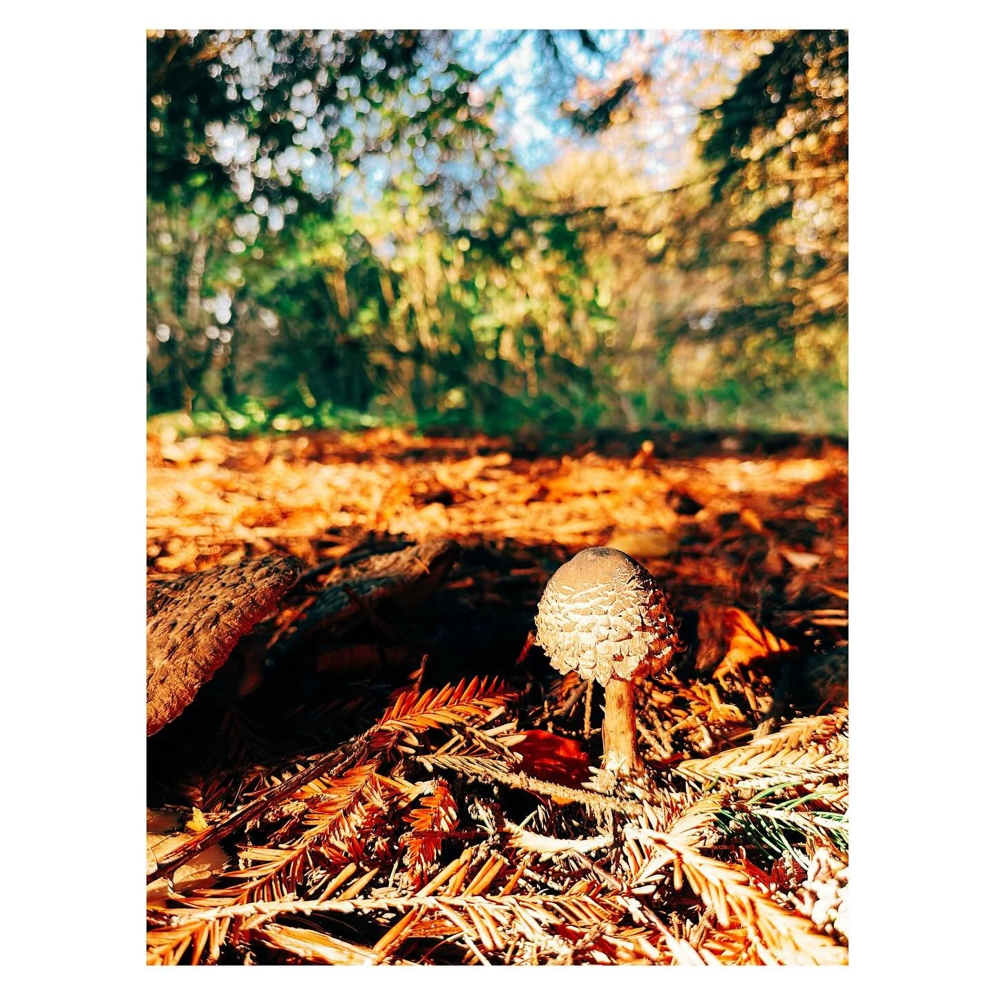 Sweater weather and sunlit walks. 🧣 The golden light of autumn just wraps everything in a blanket of warmth. This is my happy place, hot drink in hand and soaking up all the cozy vibes before winter arrives.

#CozyVibes #AutumnWalks #SweaterWeather 