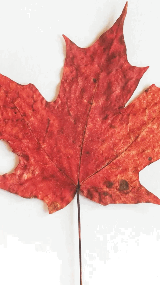 Real Estate Video For Websites and Social Media