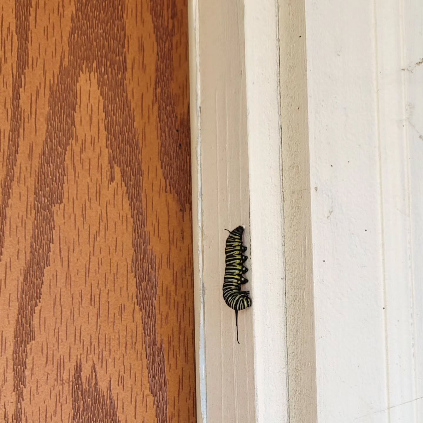 A little catapillar decided we were safe space to become what it was always meant to be, and I feel so honored. Change is so scary, and sometimes we need to be broken down in order to emerge as a beautiful, new thing. Now is definitely the time to br