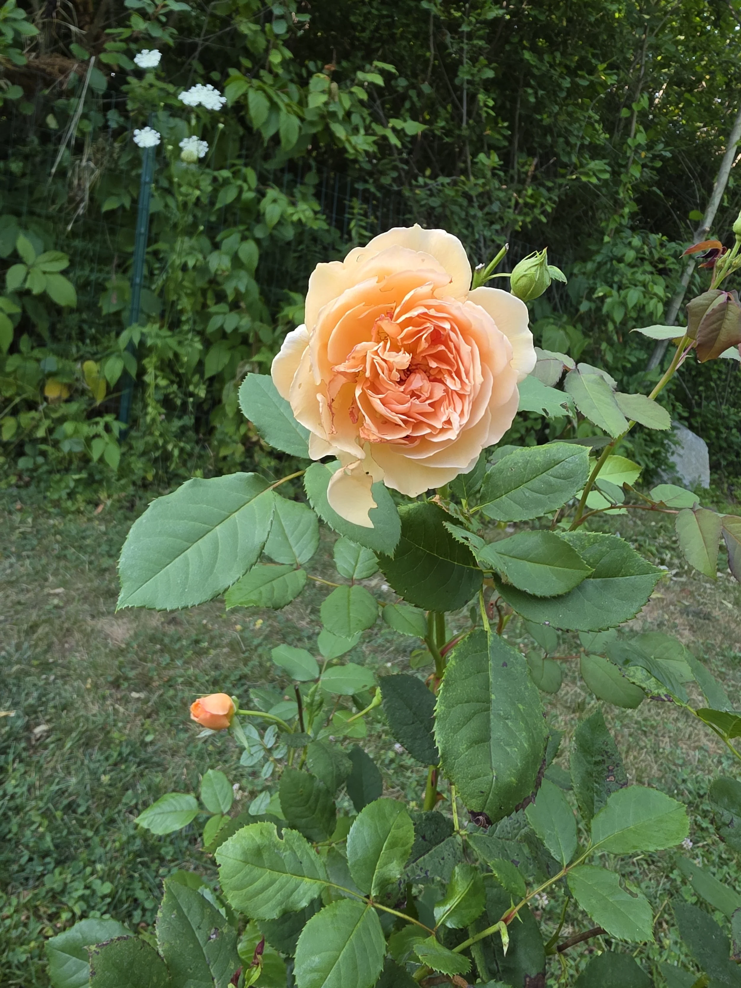 20250810_164651.jpg