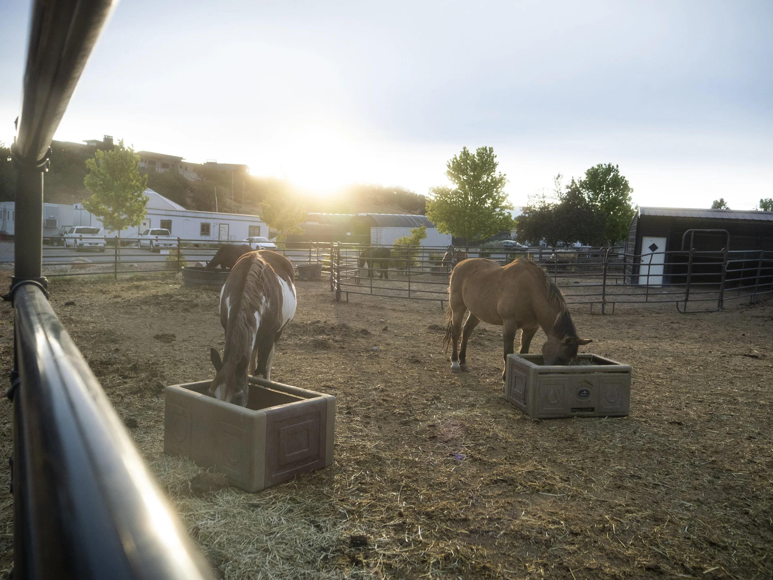 KB ranch horses P1661044.JPG