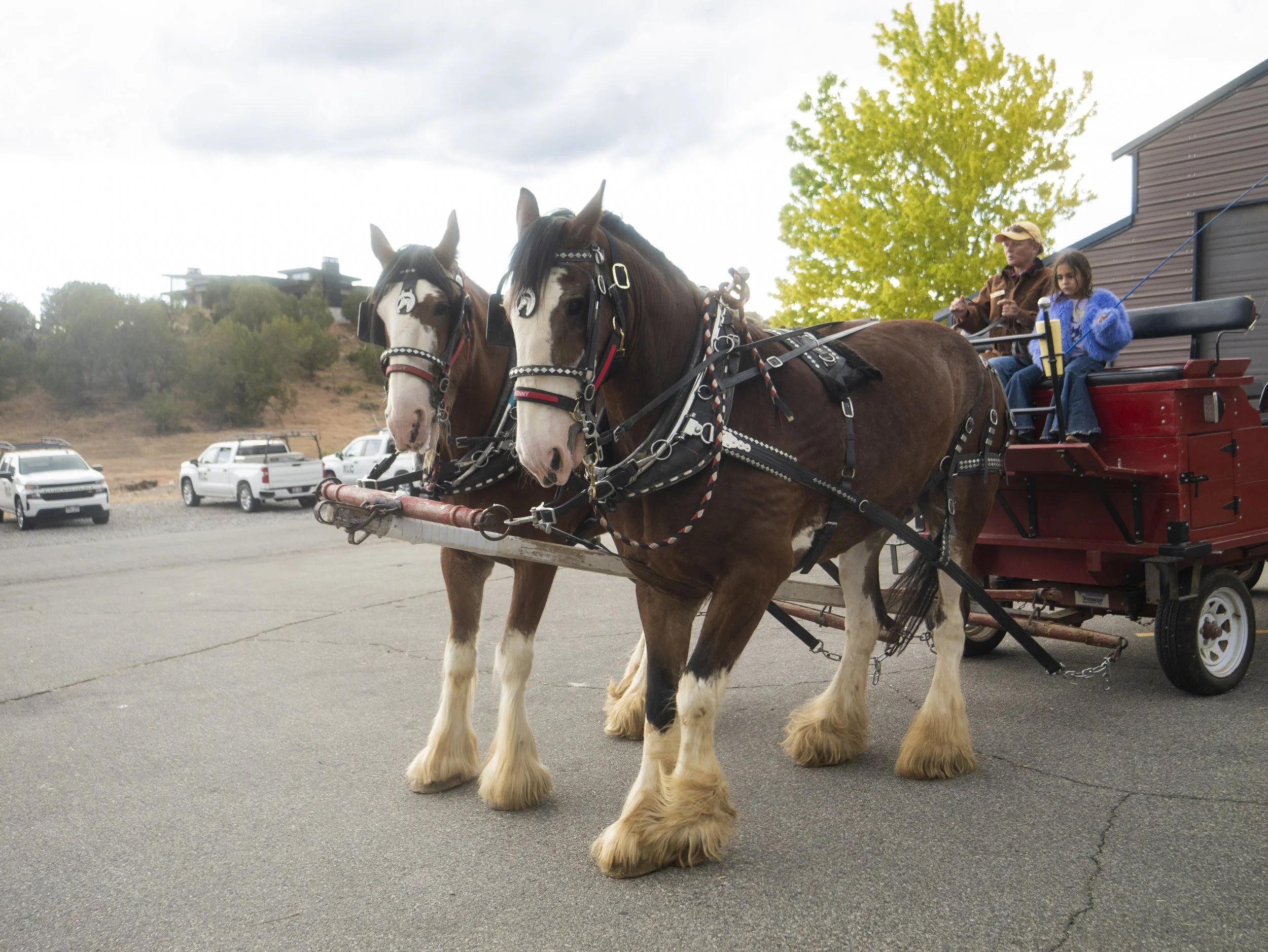 KB Ranch horse buggy P1660799.JPG