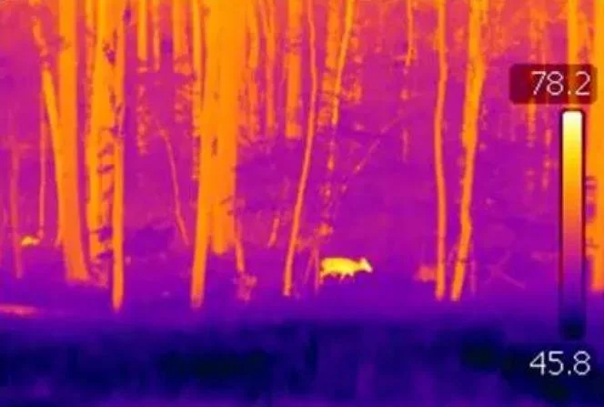 Thermal image of a forest with trees and a small animal, possibly a deer, highlighted in white against a purple and orange background. Temperature scale on the right shows a range from 45.8 to 78.2 degrees.