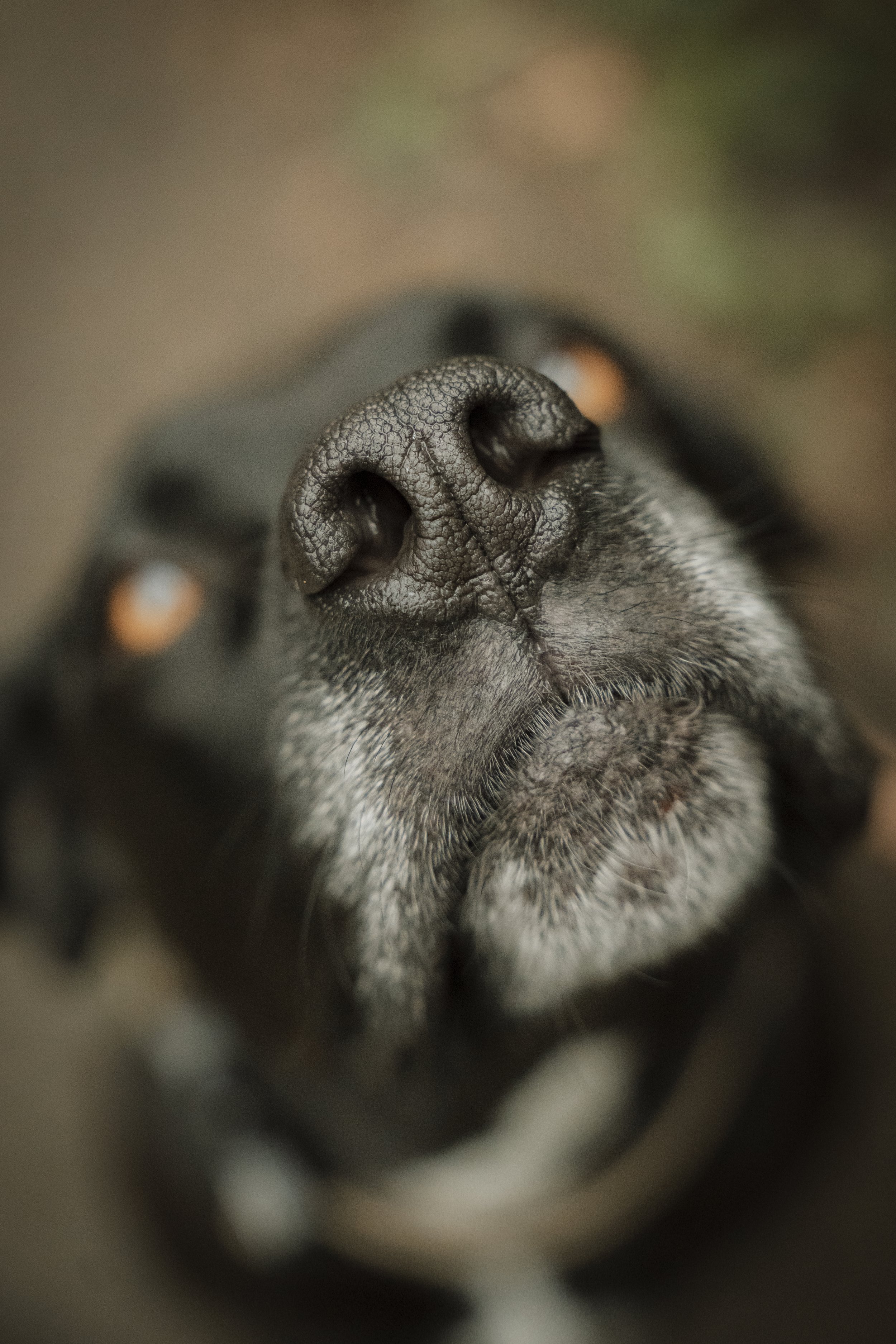 Pet-photographer-A&P-64.jpg