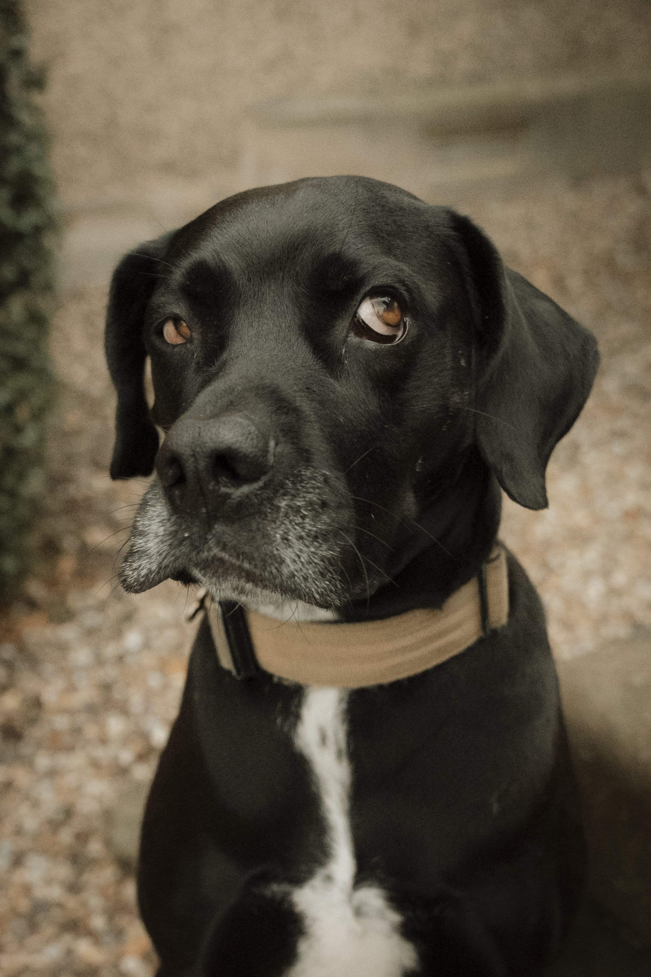 Pet-photographer-A&P-87.jpg