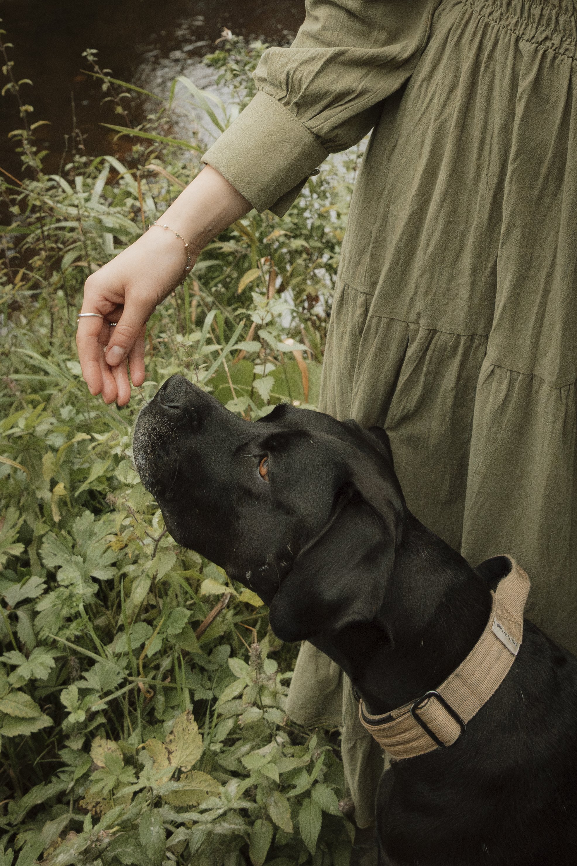 Pet-photographer-A&P-47.jpg