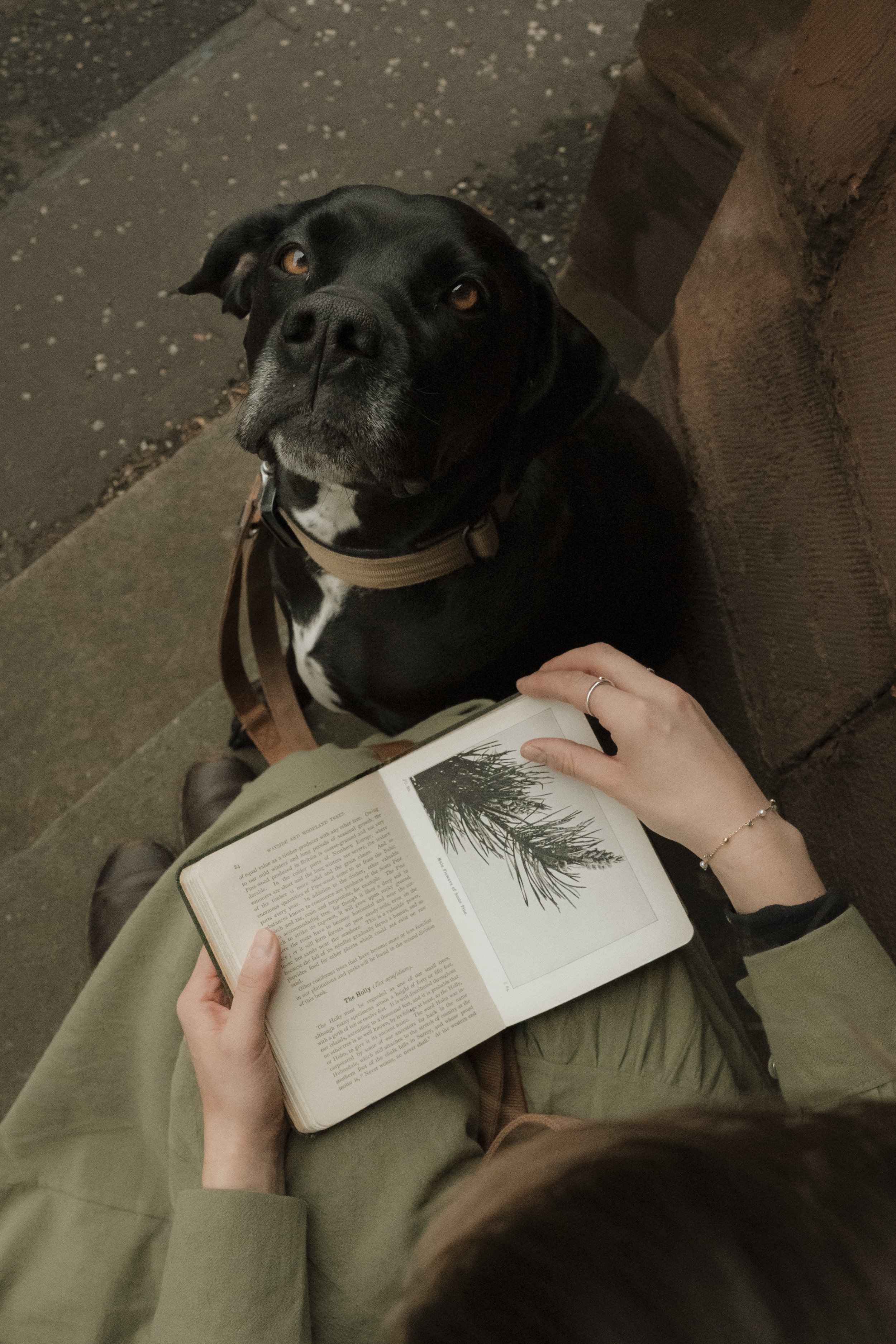 Pet-photographer-A&P-22.jpg
