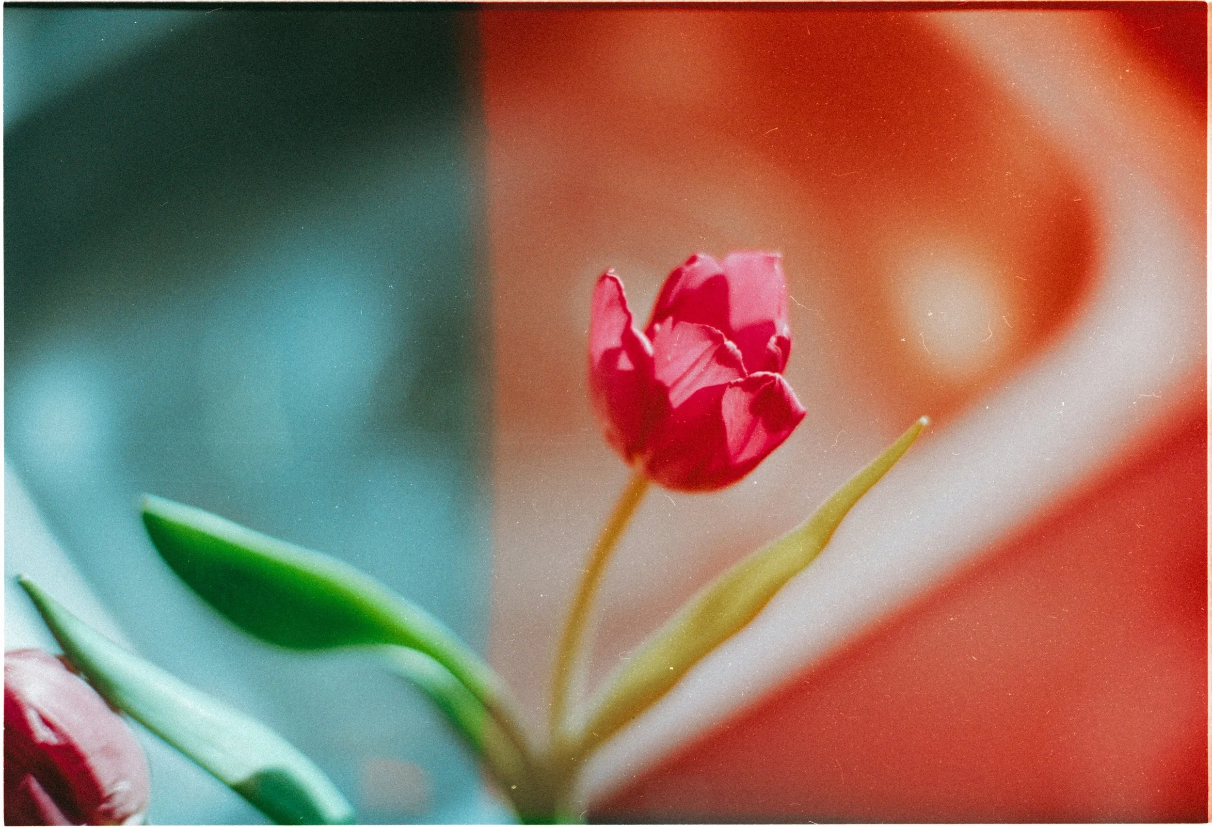 Cinestill 800T might genuinely be the funniest film stock ever made.

One minute you&rsquo;re convinced you&rsquo;re about to create cinema.
The next you&rsquo;re photographing a tulip next to the washing up liquid because the light hit the kitchen s