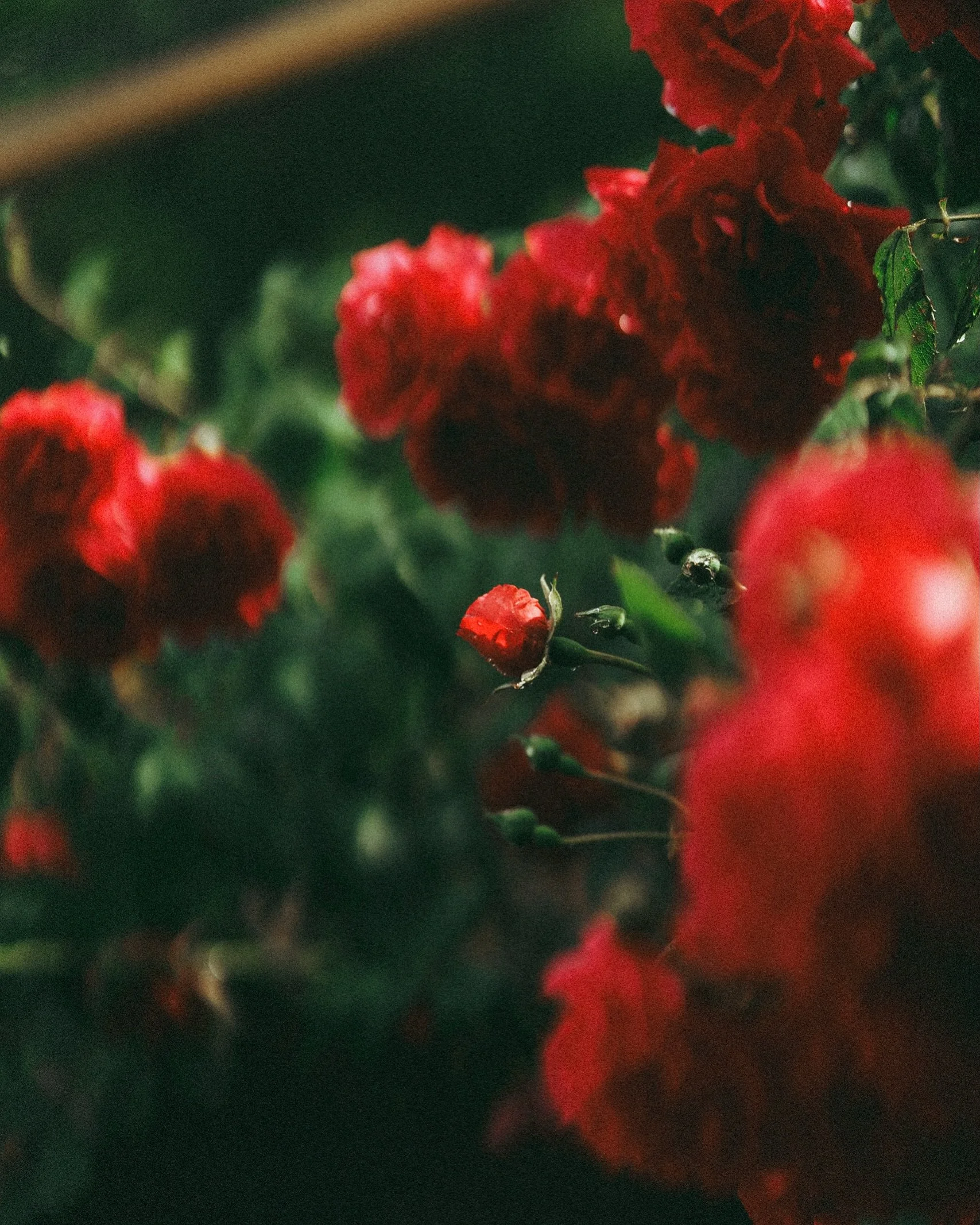 I&rsquo;ve been playing around with the FL profile on my Sony, which is apparently the &ldquo;film&rdquo; look.

Obviously, calling something &ldquo;film&rdquo; inside a digital camera is a bit like calling a microwave meal &ldquo;artisan&rdquo;, but