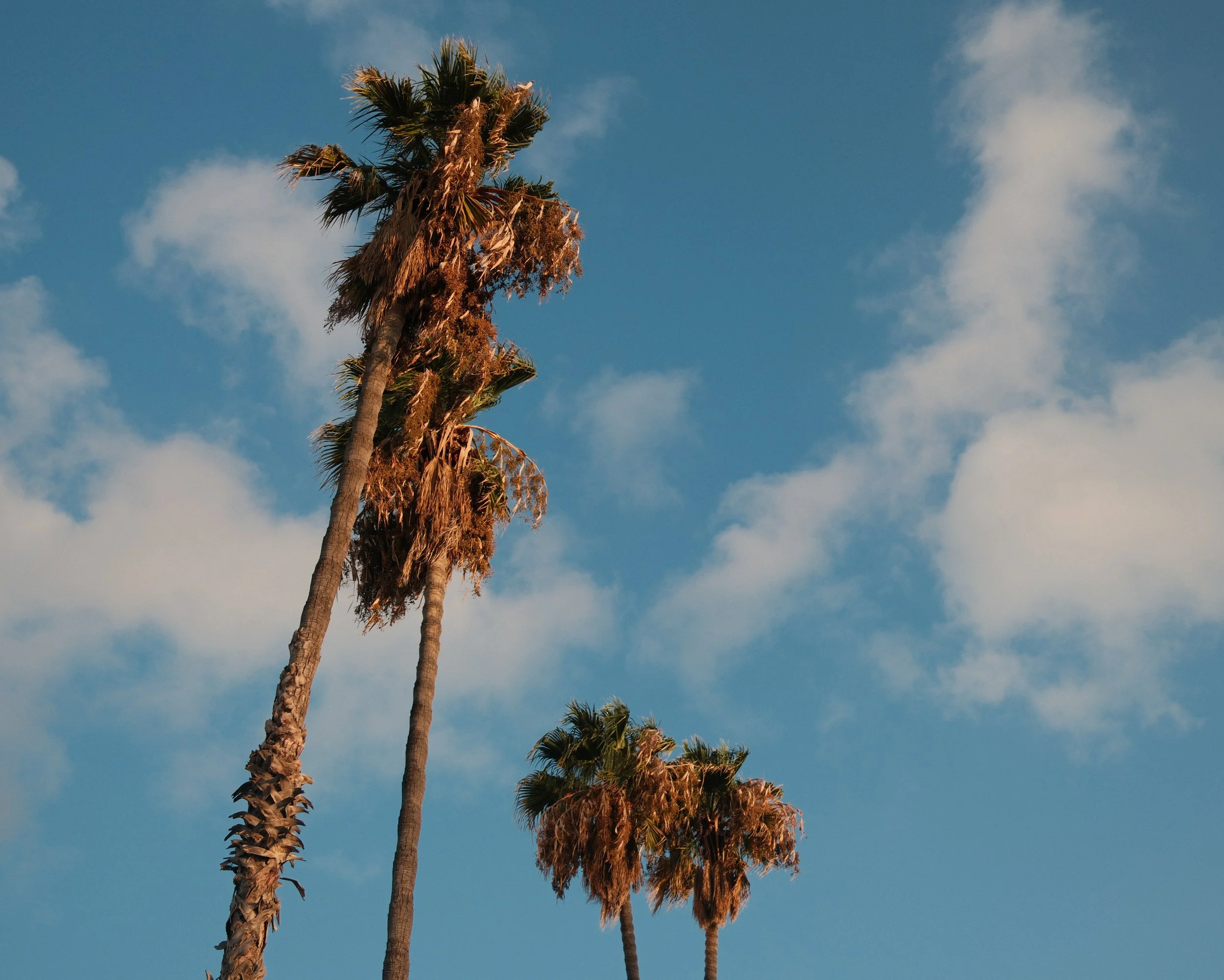A group of tall palm trees with some frayed and damaged fronds under a blue sky with a few white clouds.