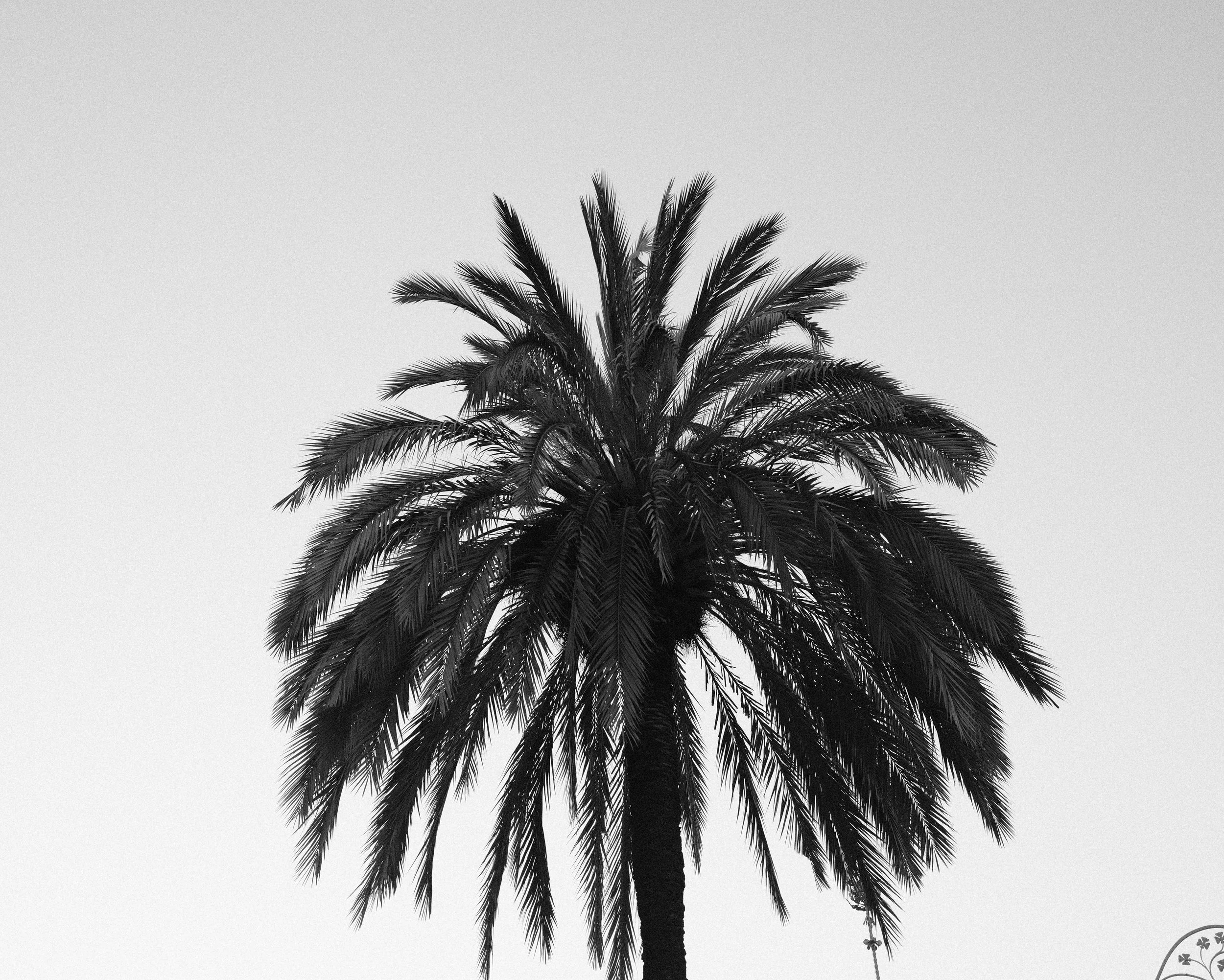 Black and white photo of a tall palm tree against a clear sky.