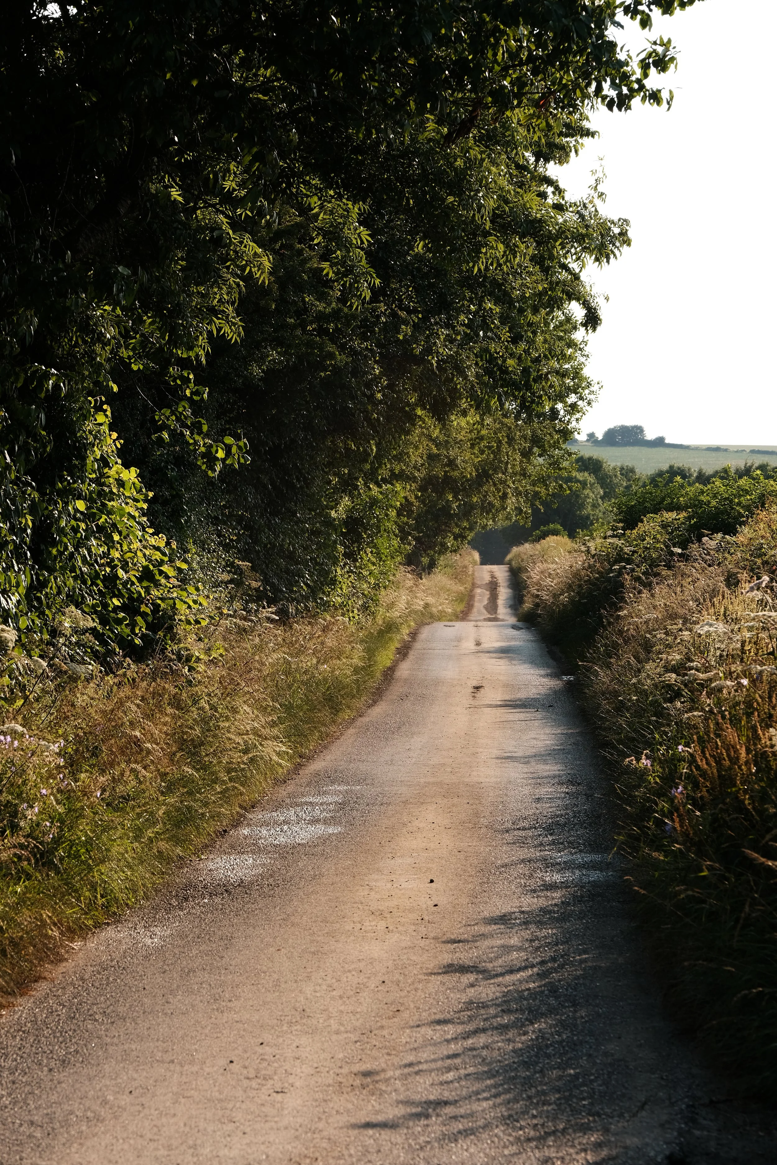 A narrow country dirt road surrounded by tall green trees and bushes, with sunlight casting shadows on the road, extending into the distance with open fields and a clear sky.