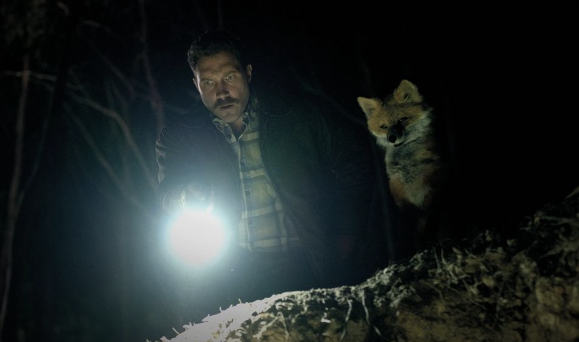 The Fox