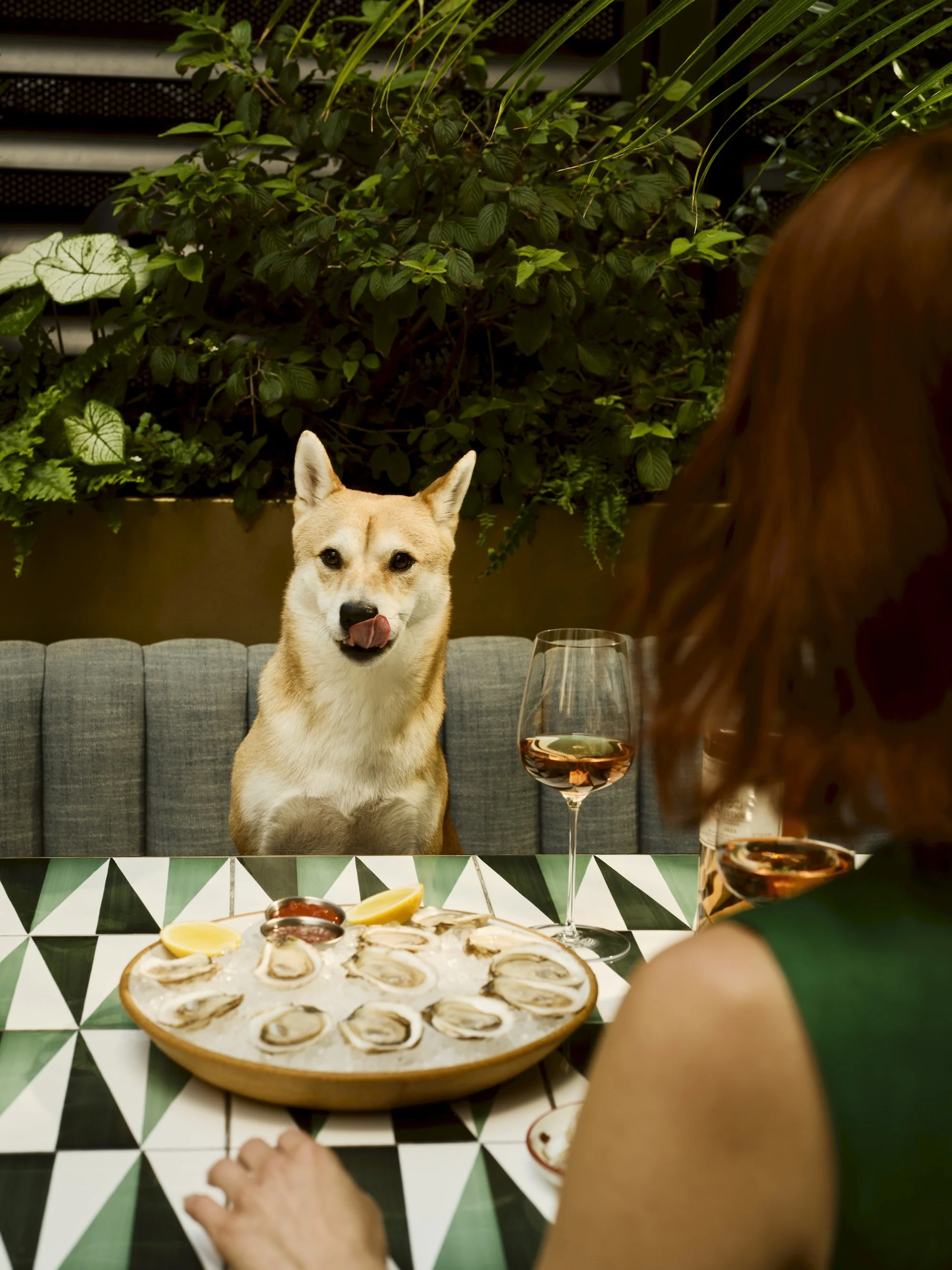 oysters-and-bottle-of-wine-dog-friendly-patio-claudia-di-maio.jpg