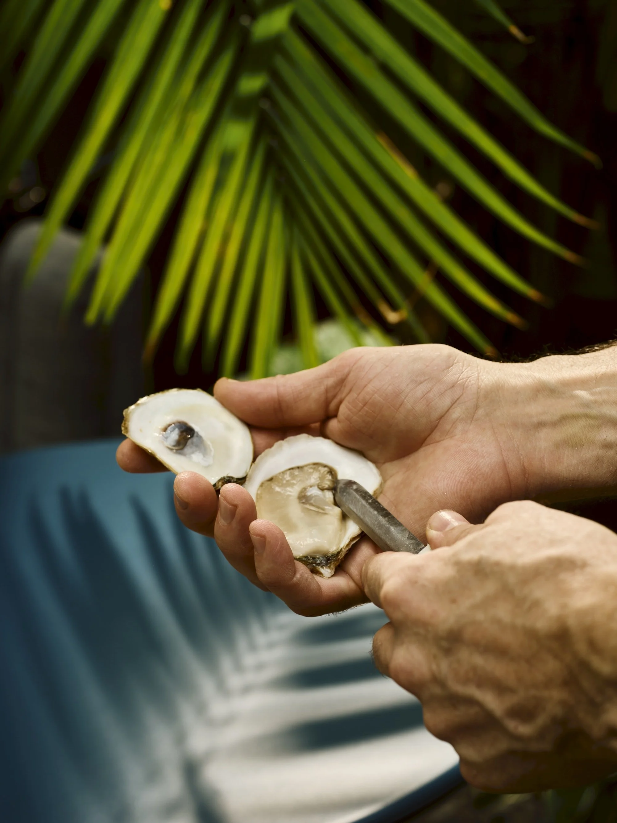 oyster-shucking-claudia-di-maio.jpg
