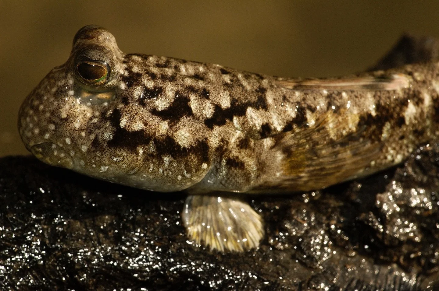 Meet the common mudskipper (Periophthalmus kalolo), also known as &ldquo;Kabosoter&rdquo; in Creole.

Unlike most fish, the Kabosoter spends nearly 90% of its time OUT of water, using their strong pectoral fins to &ldquo;walk&rdquo; on land, making i