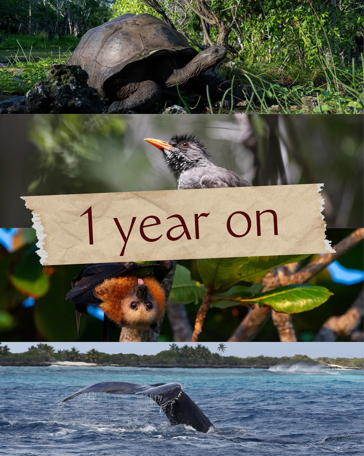 One year ago, we asked the world to care about Aldabra: a rare sanctuary, one of the last nearly untouched reefs on Earth.

Since then, over 20,000 people have signed our petition to protect this global treasure. Together, we&rsquo;ve shown that Alda