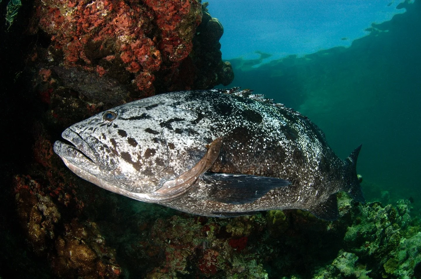 Meet the potato grouper (Epinephelus tukula) 🥔🐟

🪸These fish are among the largest coral reef predators, they can weigh up to 100kg, and can reach 2 metres long! These giants can also live up to 40 years. They get their name from the big, potato-s