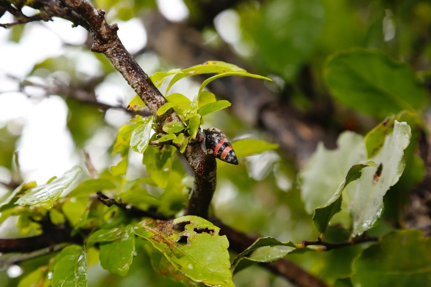 Day 3 in our Aldabra Christmas Series. Today&rsquo;s animal is the Aldabra Banded Snail (Rhachistia aldabrae).

🏝️ It is endemic to the Aldabra Atoll (meaning this is the only place in the world it lives).
🌱 It is a herbivore that grazes on algae, 