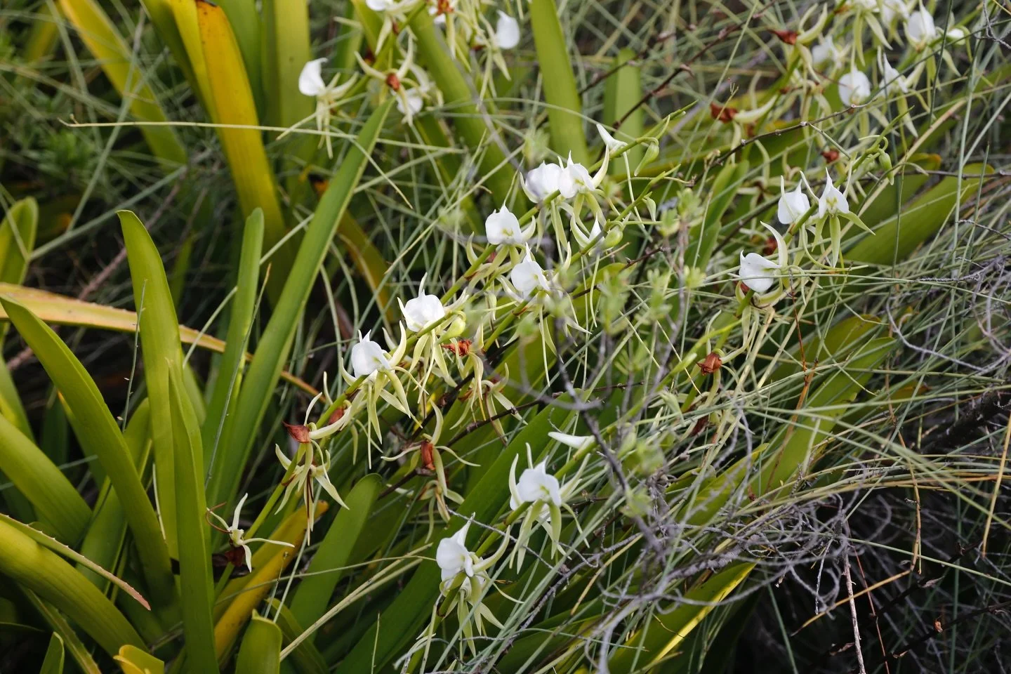 Day 4 in our Aldabra Christmas Series!

Today&rsquo;s species is the Tropicbird Orchid (Angraecum eburneum), brought to you in collaboration with Seychellois scientist, @wendy_inthe_field with a love of orchids.

🪶 It&rsquo;s Seychelles&rsquo; natio