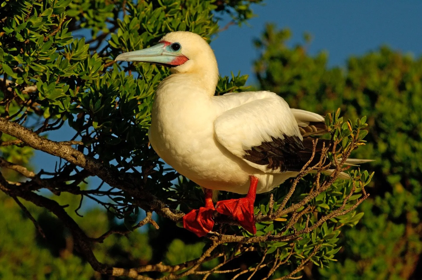 Day 6 in our Aldabra Christmas Series! Today&rsquo;s animal is the Red-Footed Booby (Sula sula).

🦶 They&rsquo;re named for their bright red feet, and known for their clumsy take offs and landings.
🏝 Aldabra hosts the largest known red-footed booby