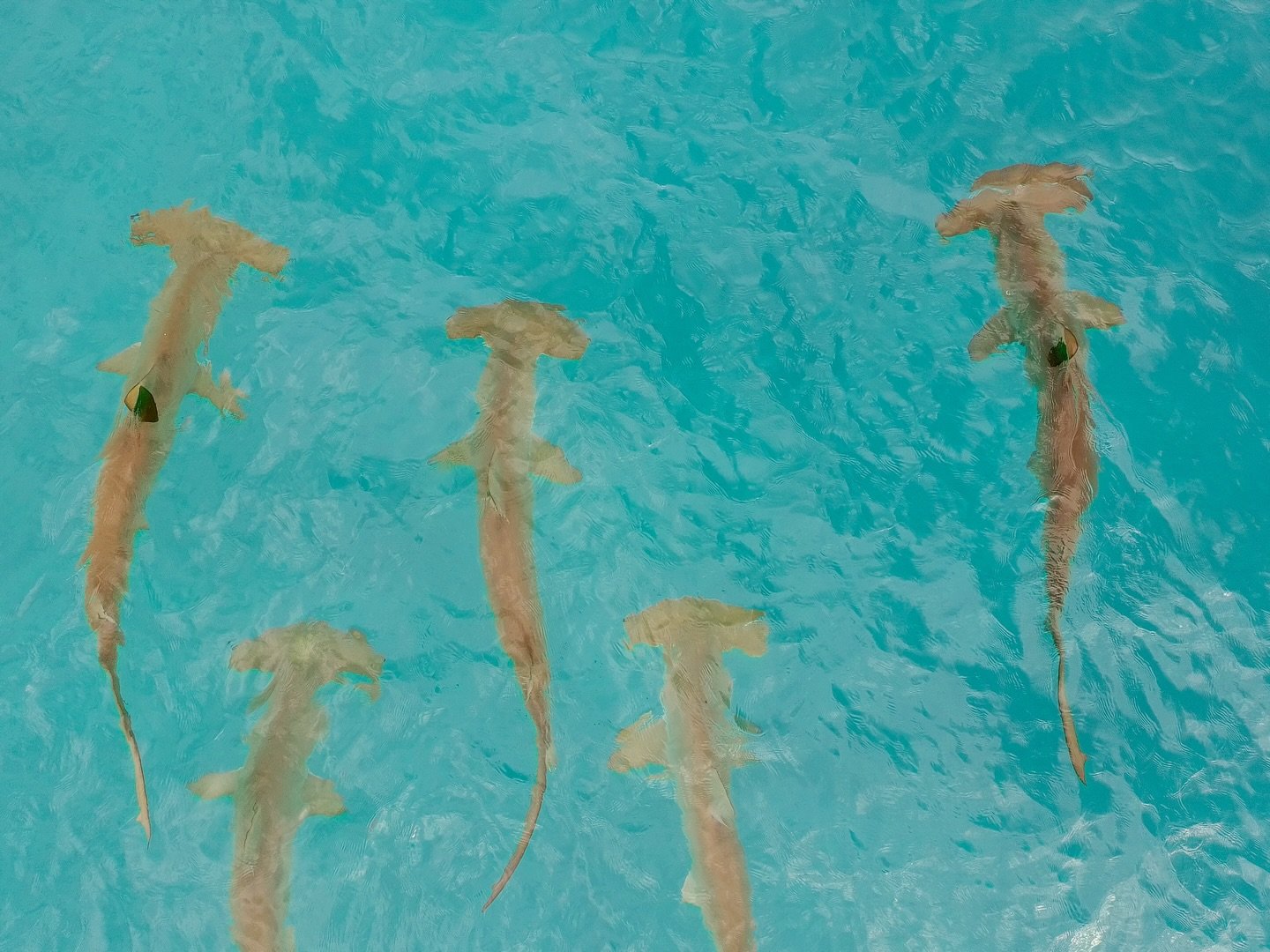 Day 7 in our Aldabra Christmas Series. Today&rsquo;s animal is the Scalloped Hammerhead Shark (Sphyrna lewini).

🌍 They use Earth&rsquo;s magnetic field to help them navigate the ocean, using specialised electroreceptors.
🔨 They&rsquo;re named for 