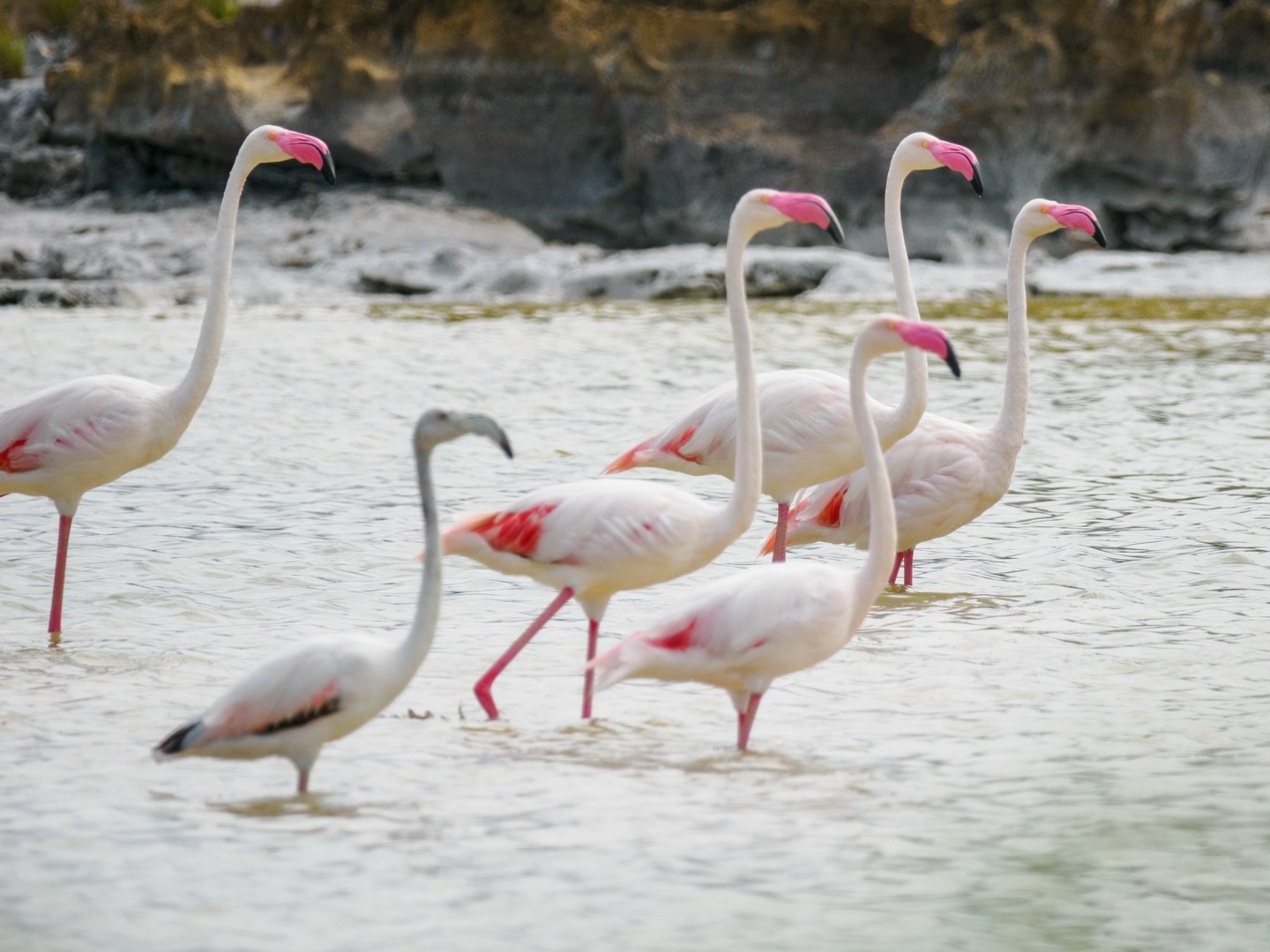 Day 8 in our Aldabra Christmas Series. Today&rsquo;s animal is the Greater Flamingo (Phoenicopterus roseus).

🦩 Aldabra is one of two oceanic flamingo nesting sites in the world (the other being the Gal&aacute;pagos).
🌊 They feed in brackish (sligh