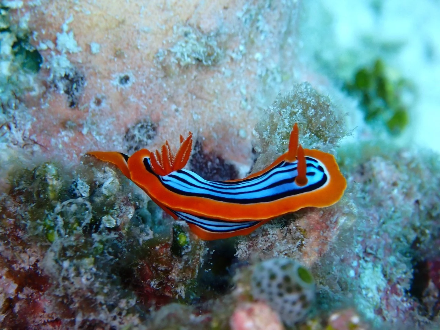 Day 9 in our Aldabra Christmas Series. Today&rsquo;s animal is the nudibranch!

🎨 These tiny sea slugs are famous for their vibrant colors: from bright orange to vivid blues and purples often with a fluorescent glow, earning them common names includ