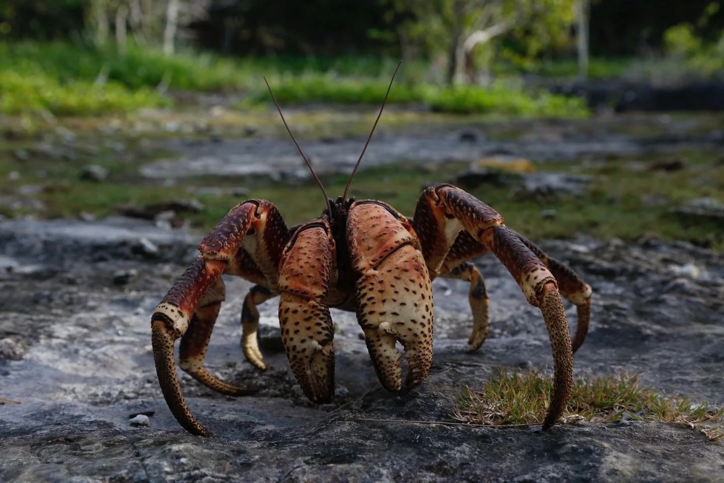 Day 10 in our Aldabra Christmas Series. 
Today&rsquo;s animal is the Coconut Crab (Birgus latro).

🦀 Coconut crabs are the largest land dwelling crustaceans, with legs spanning 1 metre! And are only found in islands across the Indian Ocean and the c
