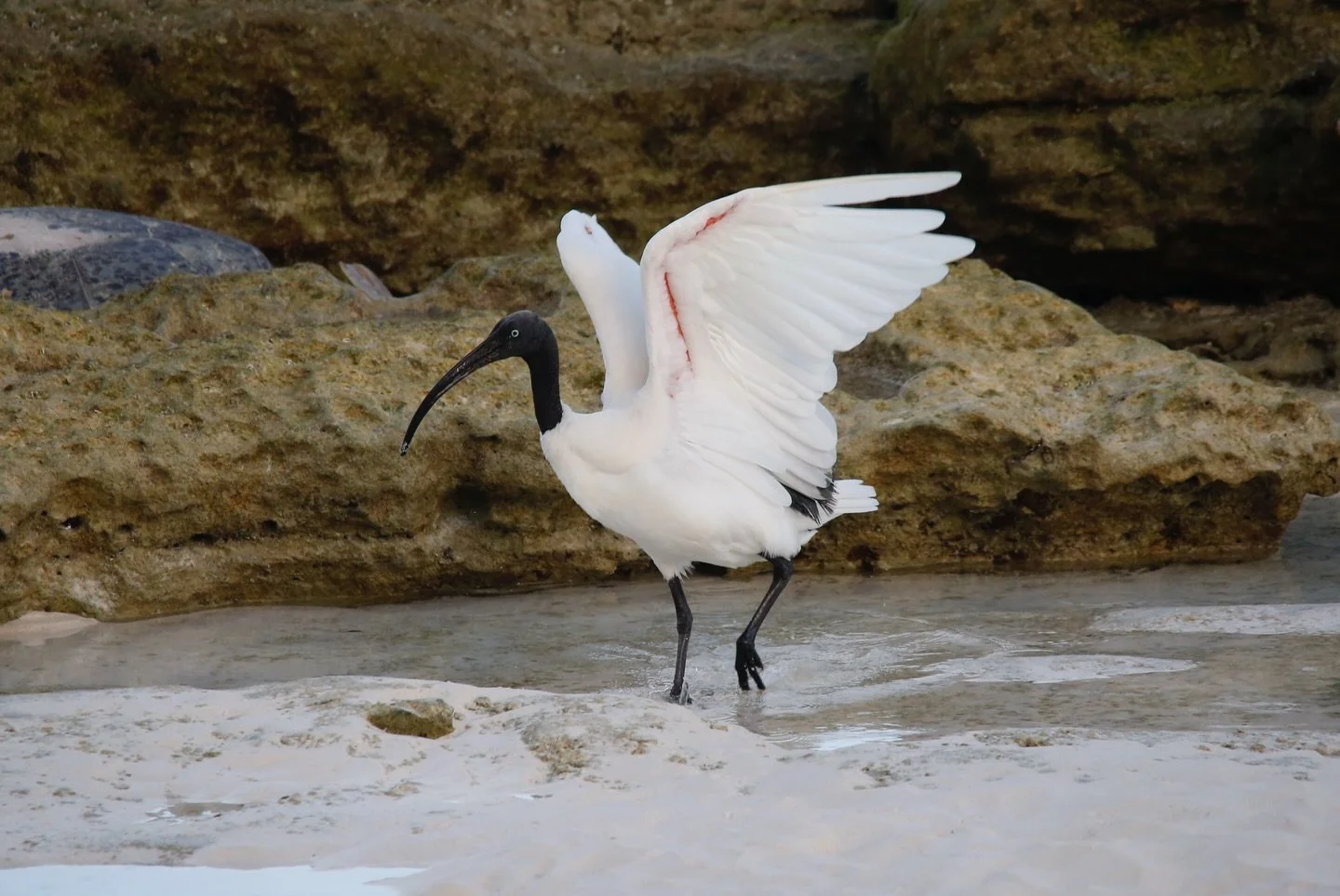 Day 11 in our Aldabra Christmas Series. 
Today&rsquo;s animal is the Malagasy Sacred Ibis (Threskiornis bernieri).

🪶 This large white ibis is found only on the west coast of Madagascar and Aldabra.
🌳 They are unique forest dwellers with striking g