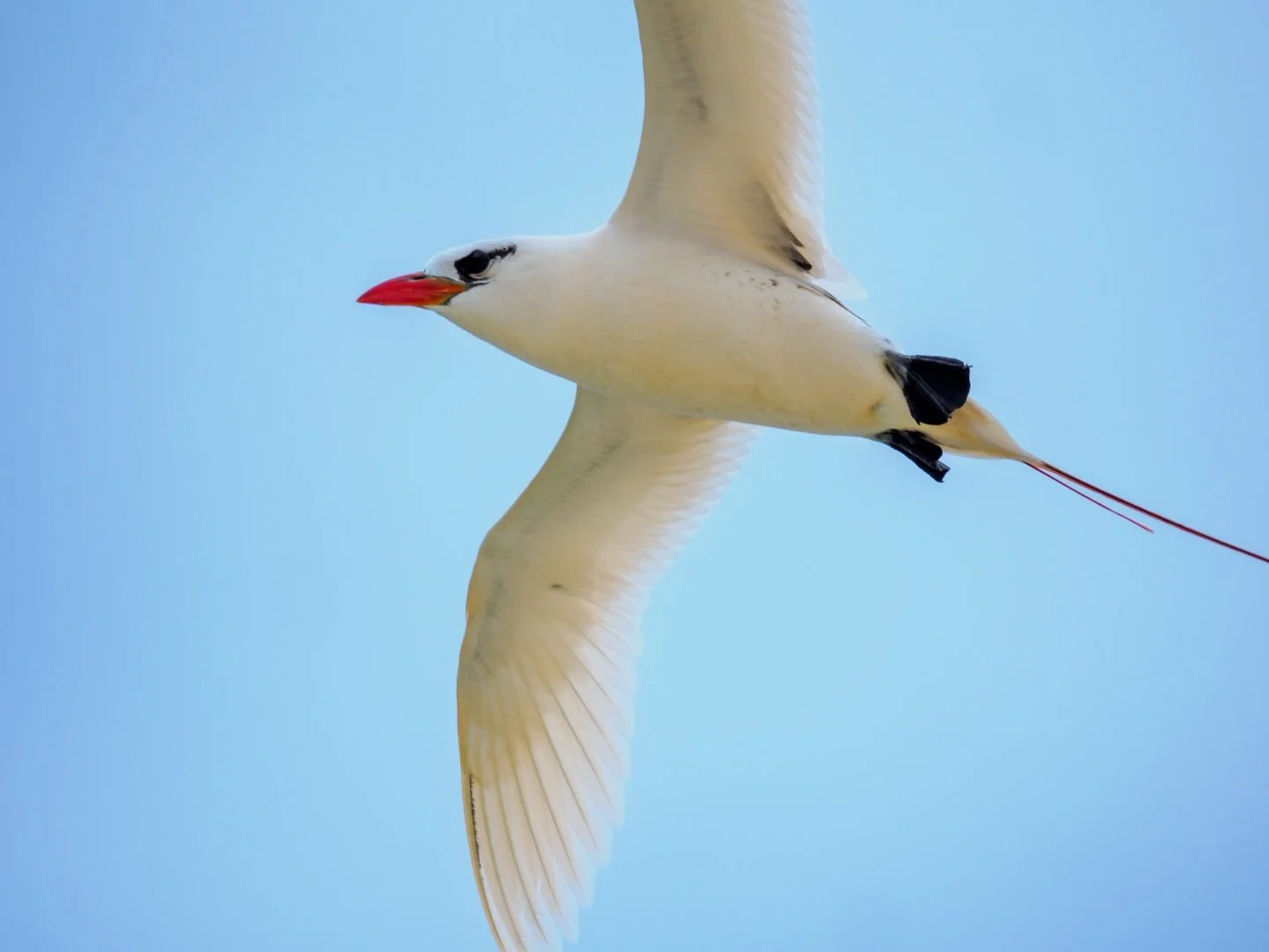 Meet the Red-tailed Tropicbird (Phaethon rubricauda) 🏹🐦

✨ Their most famous feature is the two slender, bright red tail streamers, which can grow to twice the length of their body.

🤿They are expert plunge-divers. To catch their favourite meal (f