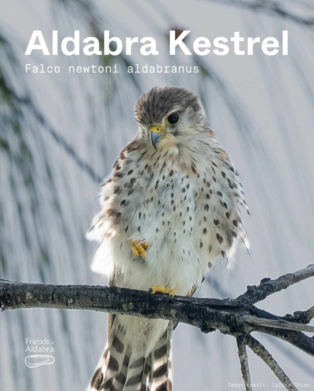 Meet the Aldabra Kestrel! 🪶

Swipe to learn about this amazing bird.

This post marks the start of our new series on the unique wildlife of Aldabra!

Which animal should we cover next? Comment your requests👇

itsi, kitsi, kitsi, kitsi 👋