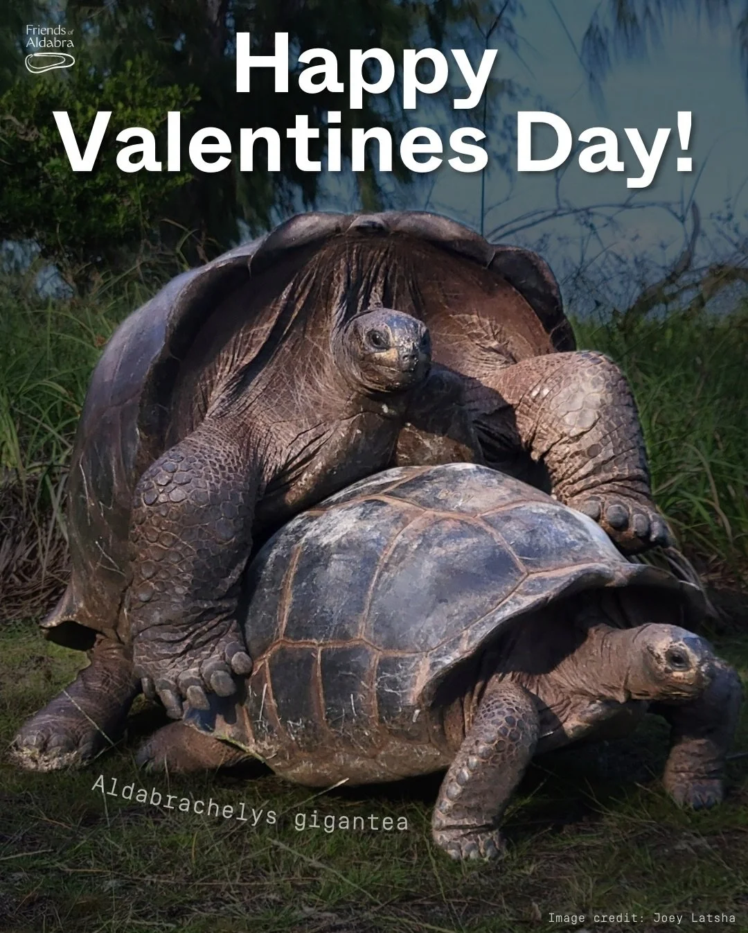 Roses are red,
Aldabra&rsquo;s surrounded by ocean blue,
Bonds are being formed,
To protect them, what will you do?

Share these messages of love this Valentine&rsquo;s Day. We hope the white-throated rail&rsquo;s sweet song, or the turtle&rsquo;s em