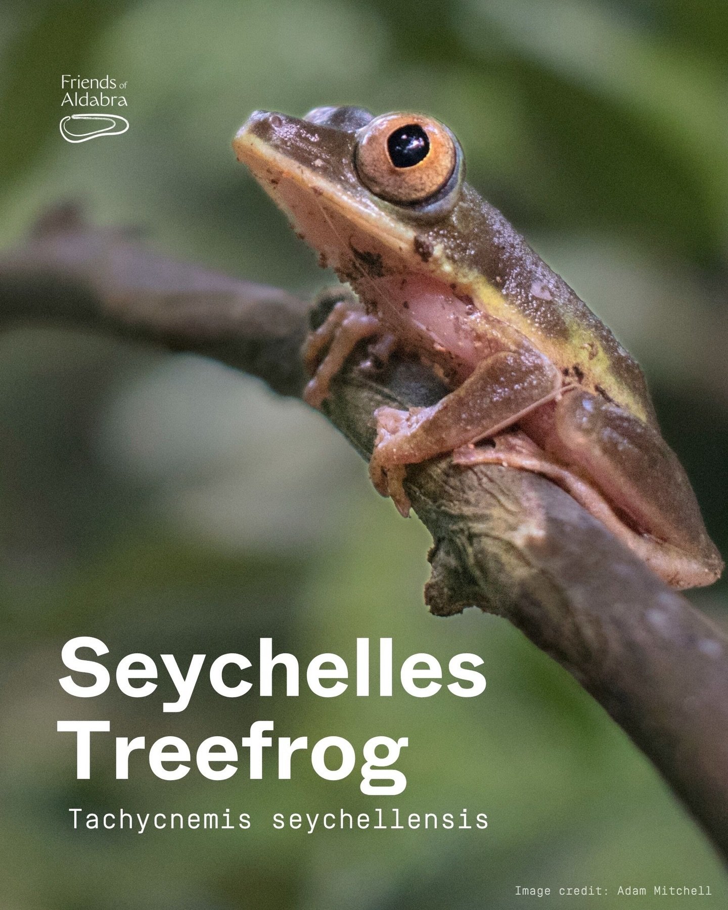 Happy World Frog Day! 🐸

This the Seychelles treefrog! 🪾🐸🇸🇨 
This little guy is the only species in its entire genus* and spends most of its life high up in the trees. This is part of our new series on the incredible and unique wildlife of the S