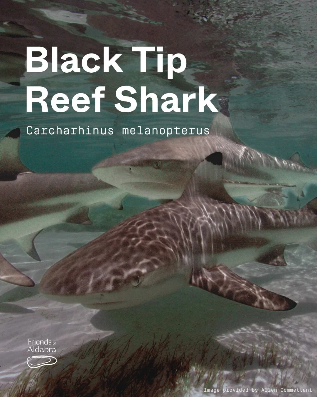 Meet the Blacktip reef shark! 🦈🌊

Swipe to learn more about this reef resident. 

This is part of our new series on the incredible and unique wildlife of the Seychelles and Aldabra! 

Which animal should we feature next? Let us know in the comments