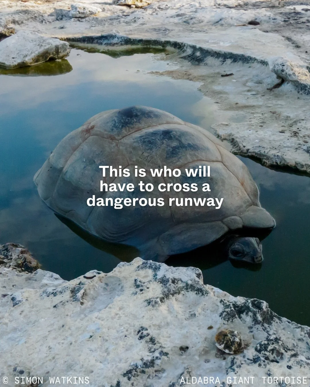 Nature isn&rsquo;t just a backdrop for tourism development.

For profit, everything that makes these islands alive is at risk.
When nature loses, we all do.

🏝️🦇🦩🐢🦀🐋🌱🪸

#ProtectAldabra #ProtectAssomption #Seychelles #Trend #ThisIsWho