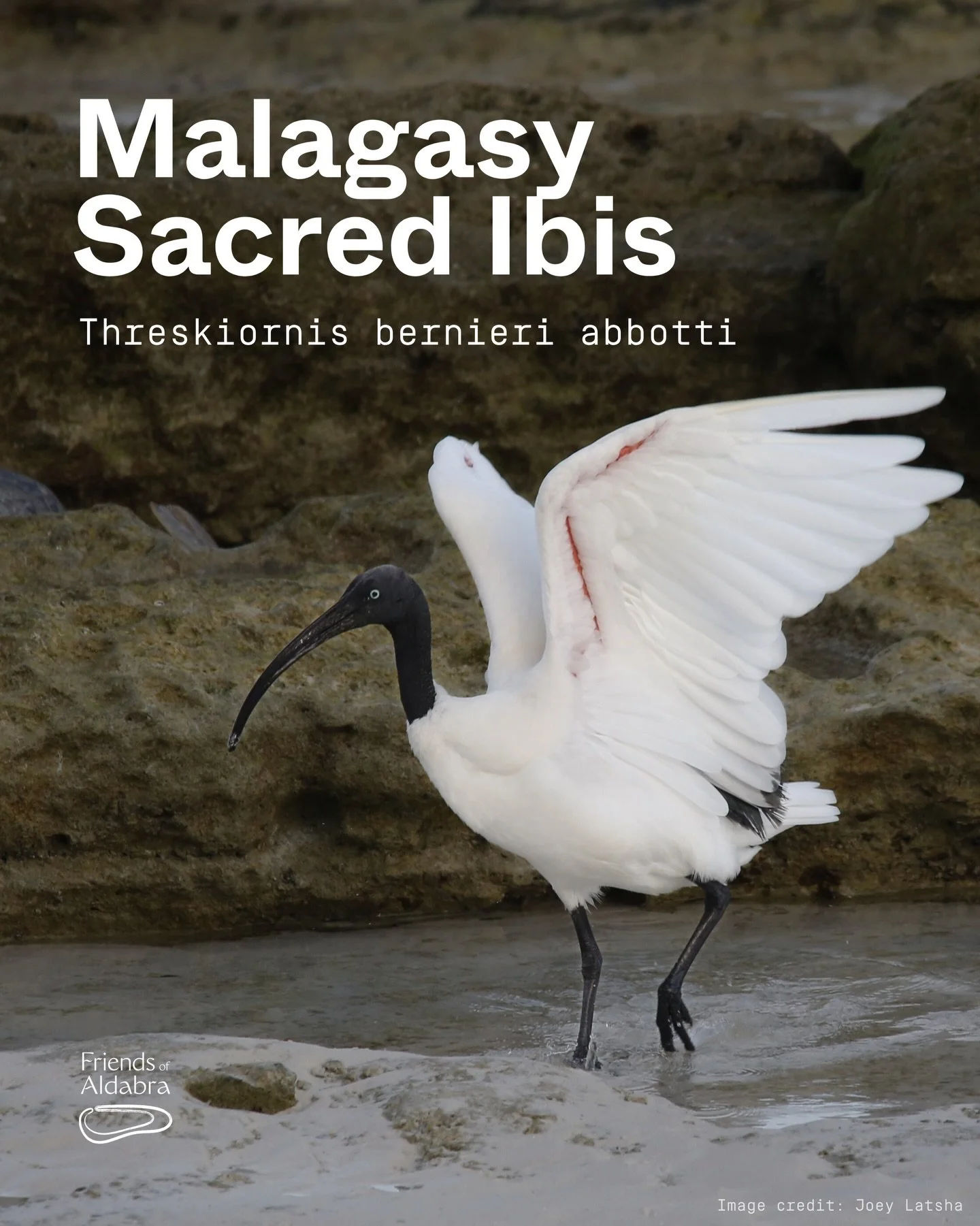 Meet the Malagasy sacred ibis! 🪶

Swipe to learn about this rare and amazing bird.

This is part of our  series on the incredible and unique wildlife of the Seychelles and Aldabra!

Which animal should we cover next? Comment your requests👇

#Seyche
