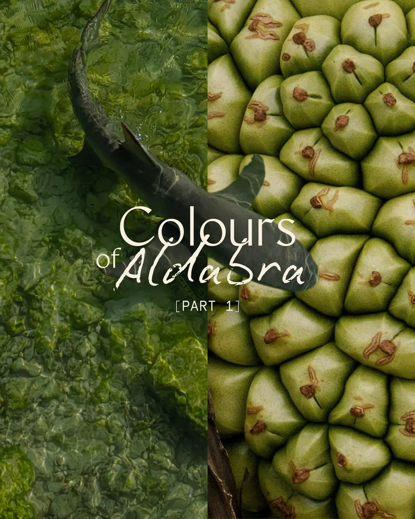 POV: you just discovered the most biodiverse place on earth. 

Home to 400 species found nowhere else on Earth, this isn&rsquo;t just a palette, it&rsquo;s a living archive. Aldabra is one of our planet&rsquo;s treasures. Every colour, every pattern,